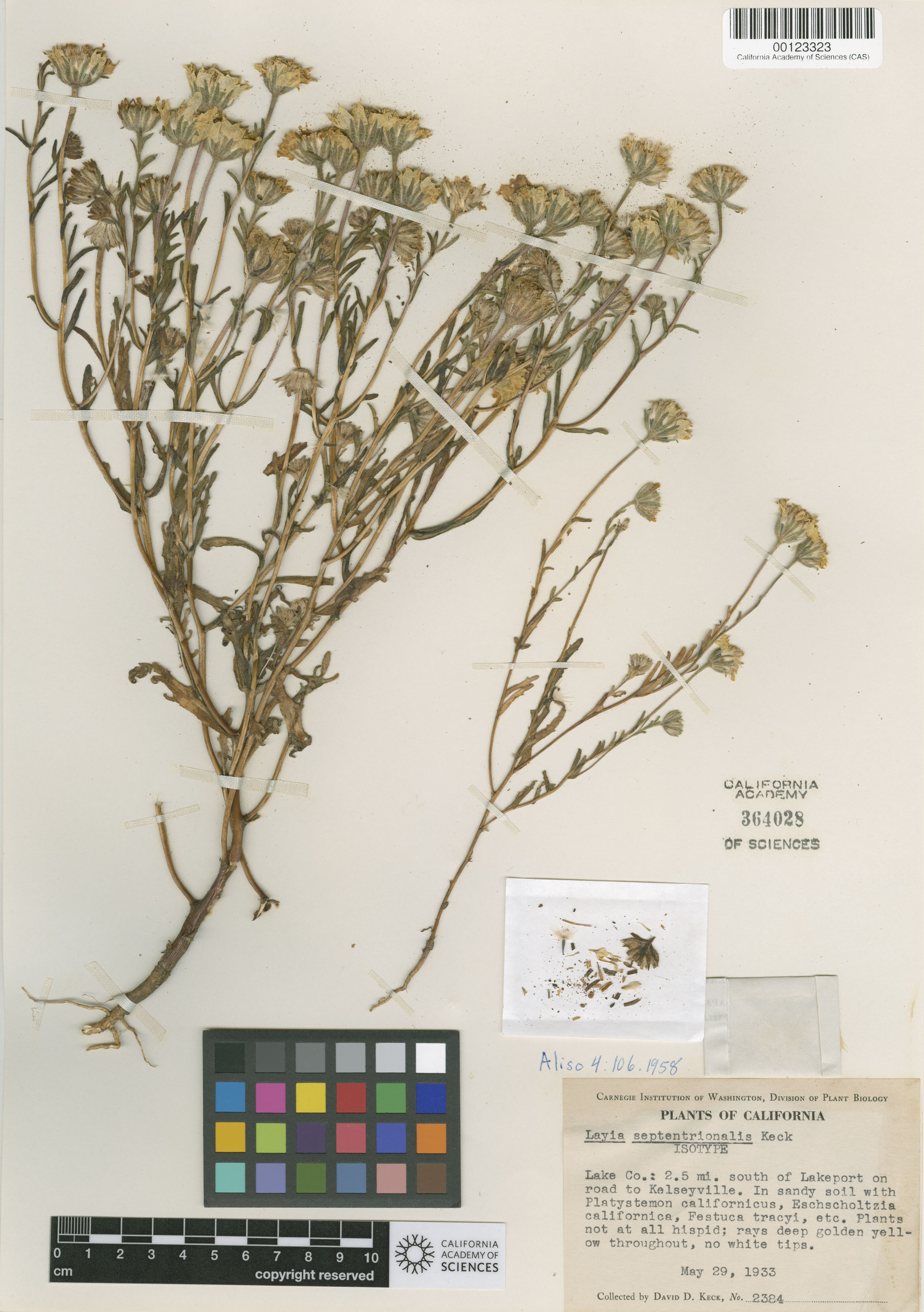 Layia septentrionalis image