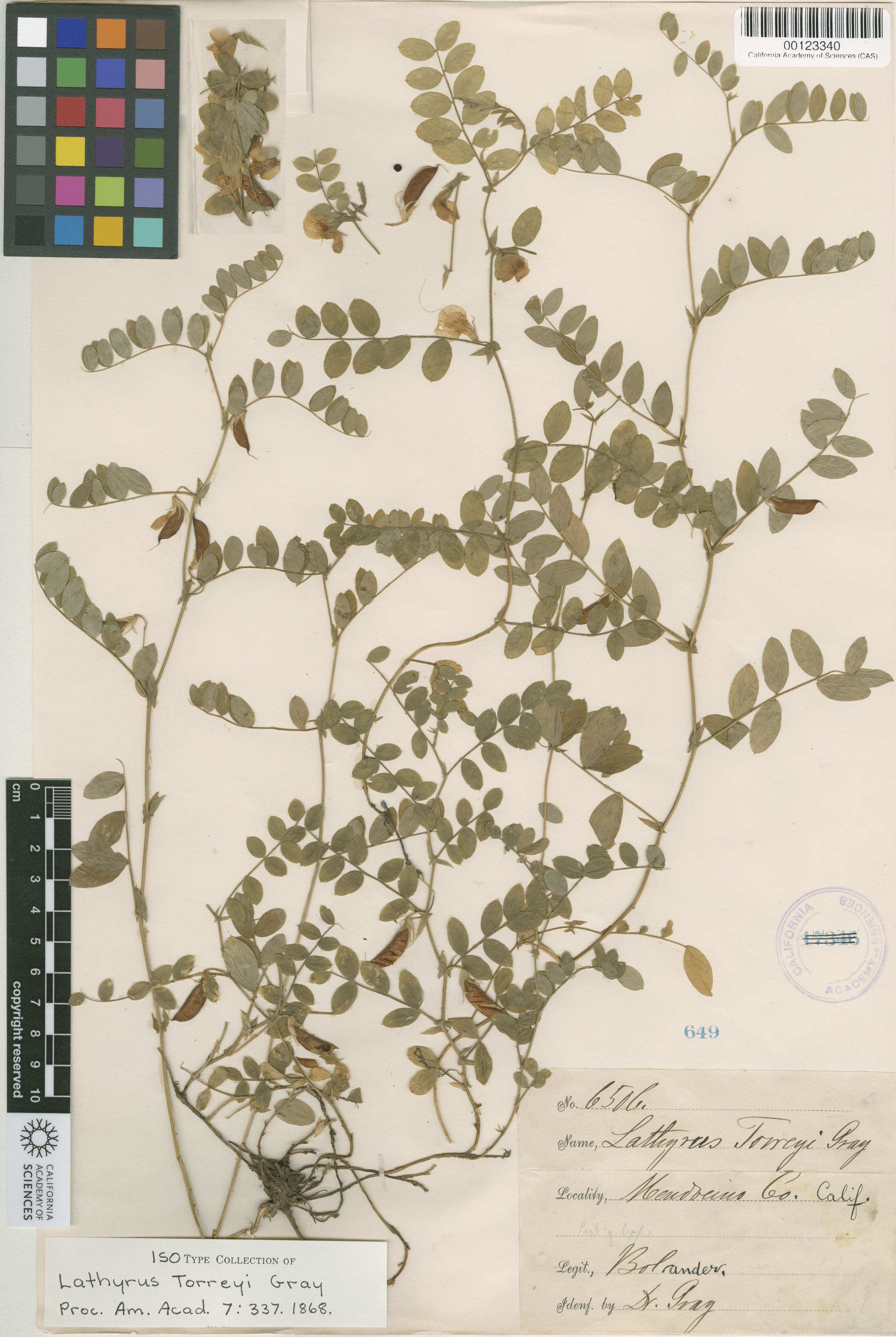 Lathyrus torreyi image