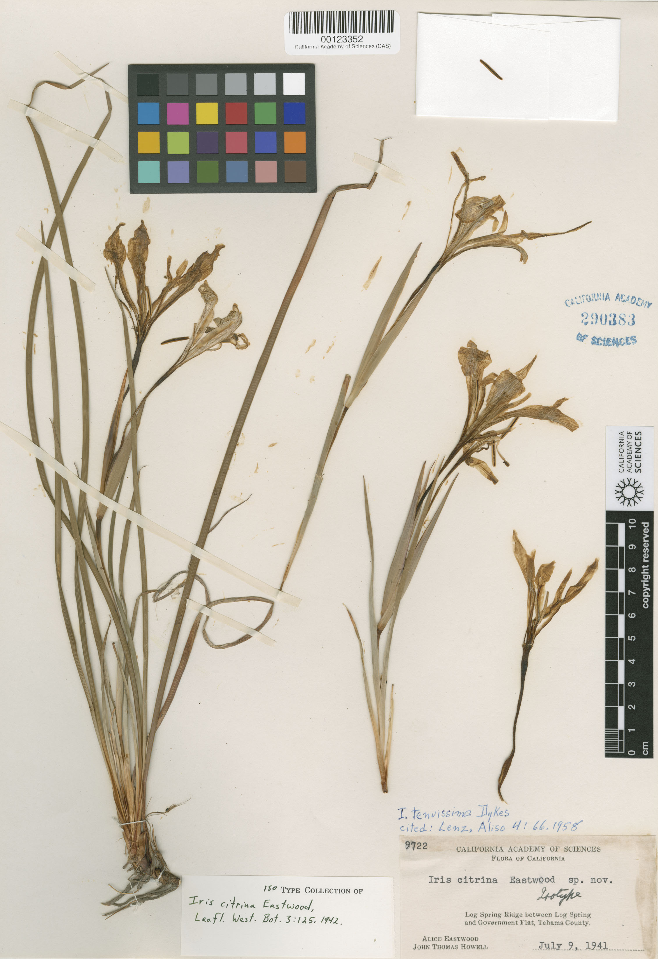 Iris tenuissima image