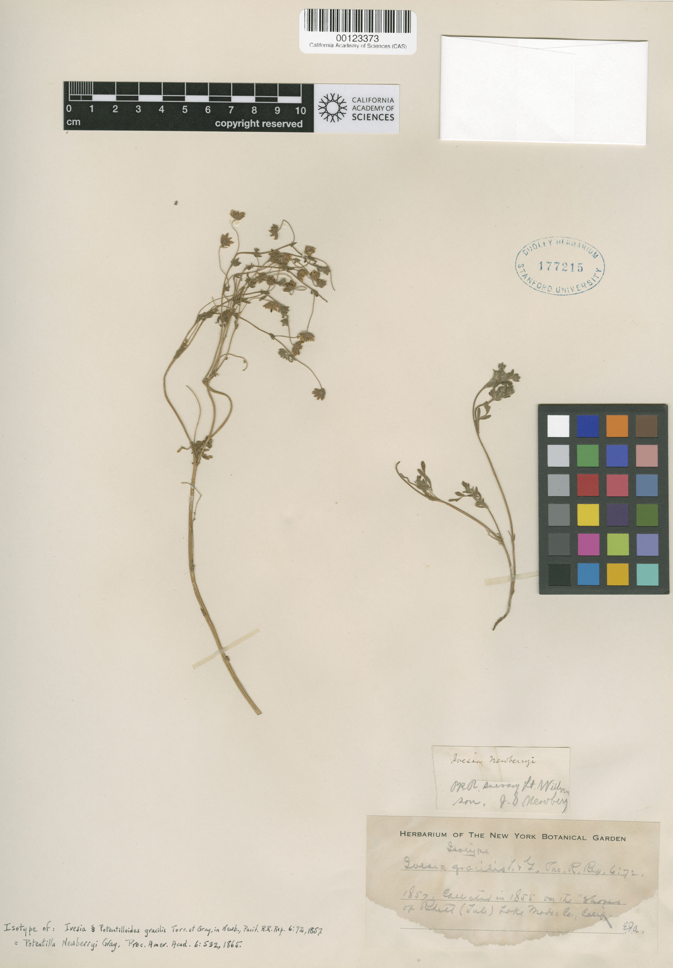 Potentilla newberryi image