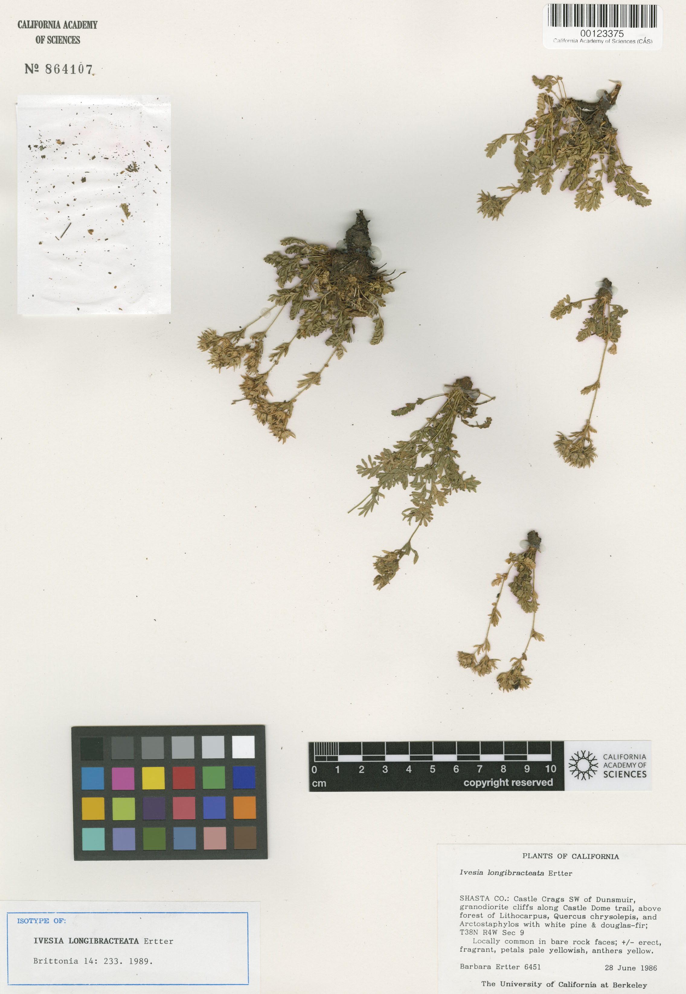 Ivesia longibracteata image