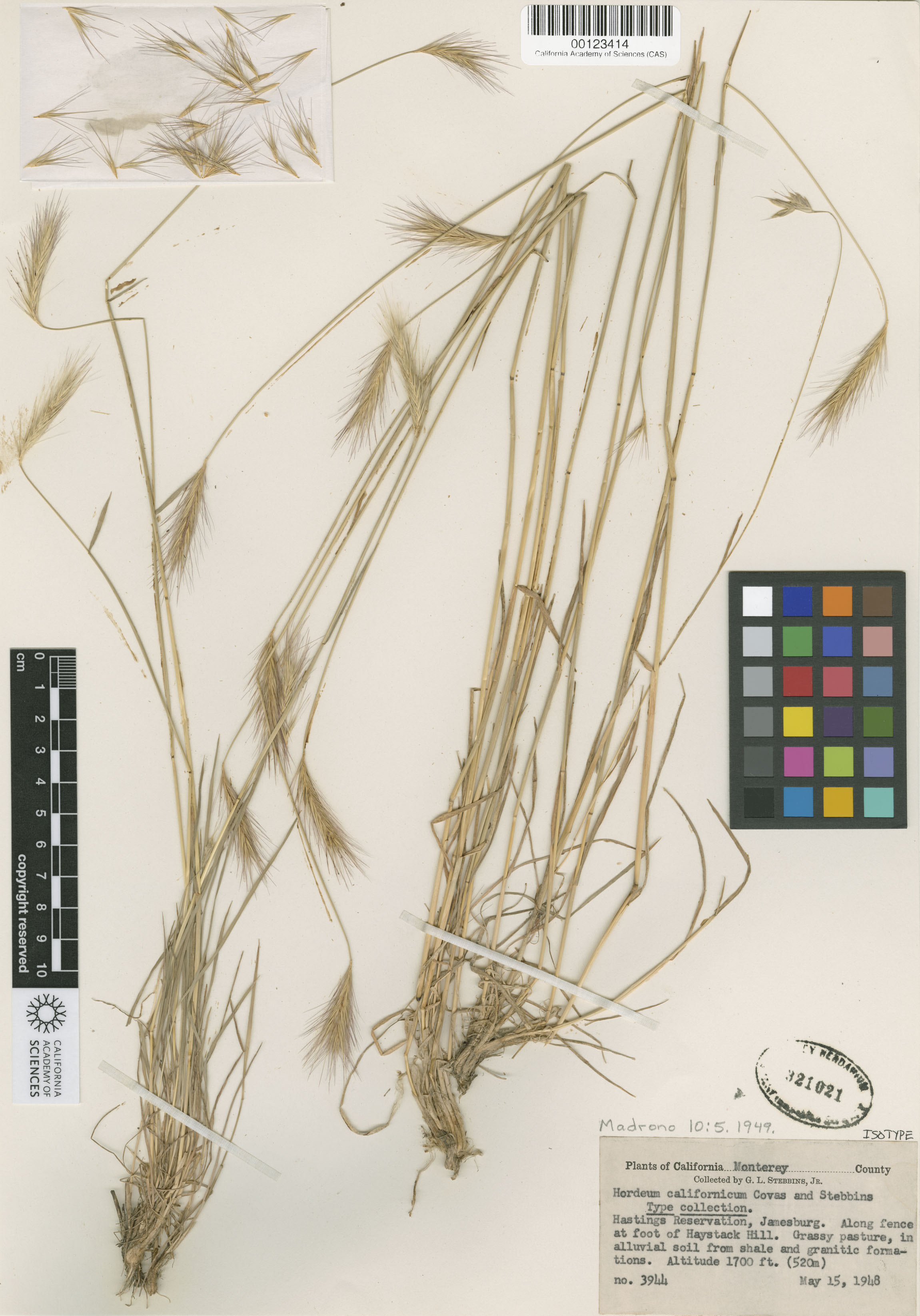 Hordeum californicum image