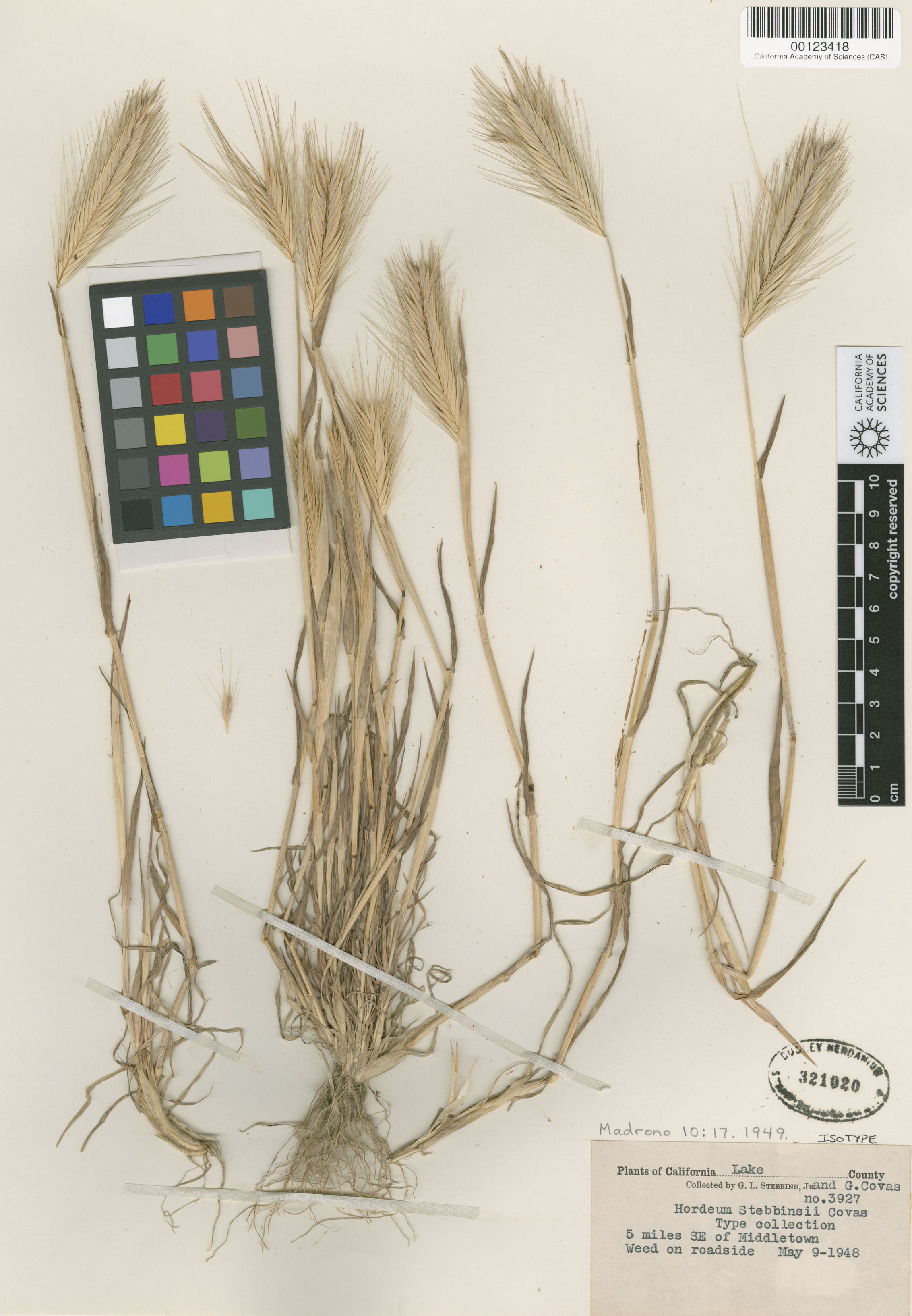 Hordeum stebbinsii image
