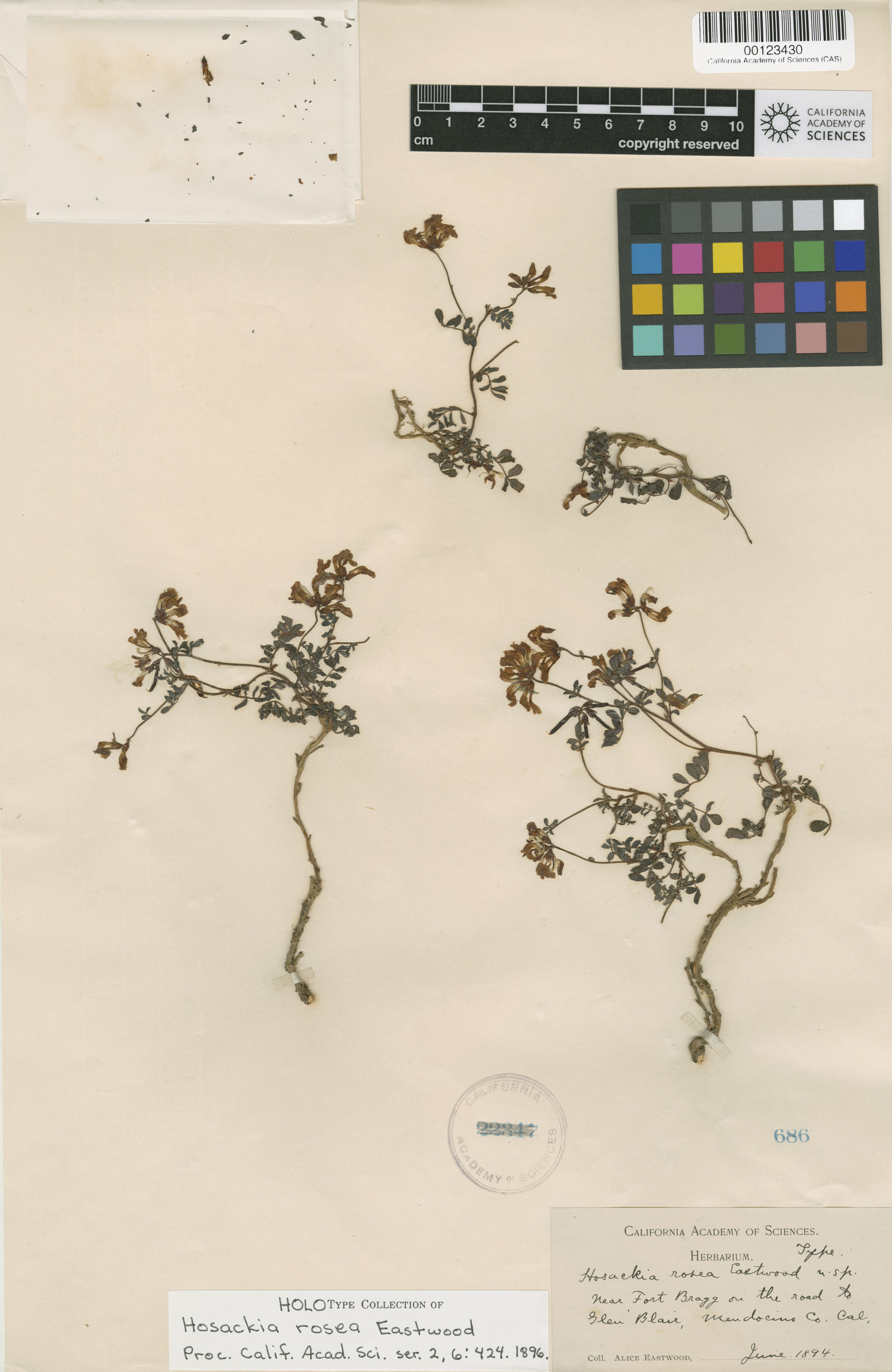 Hosackia rosea image