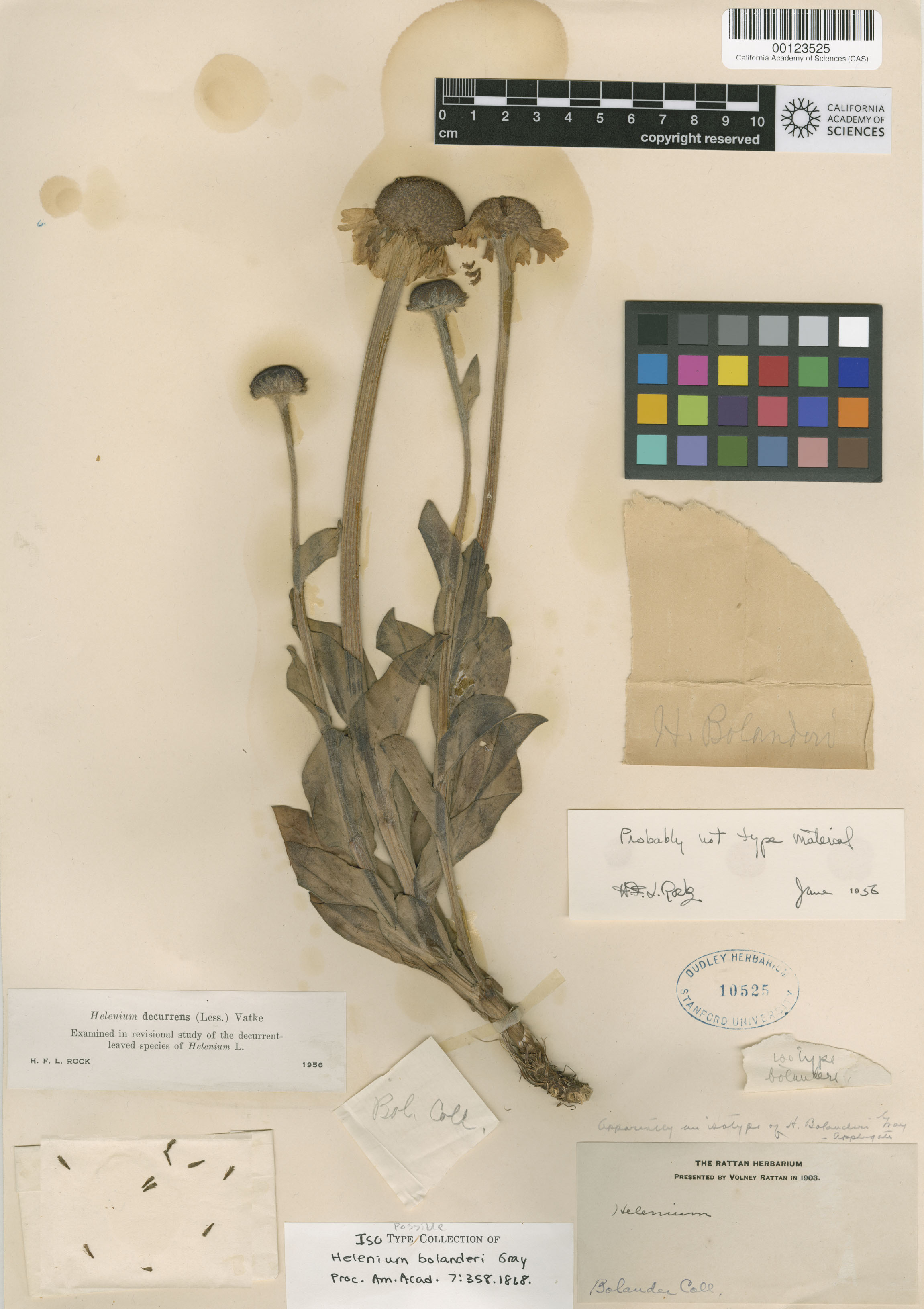 Helenium bolanderi image