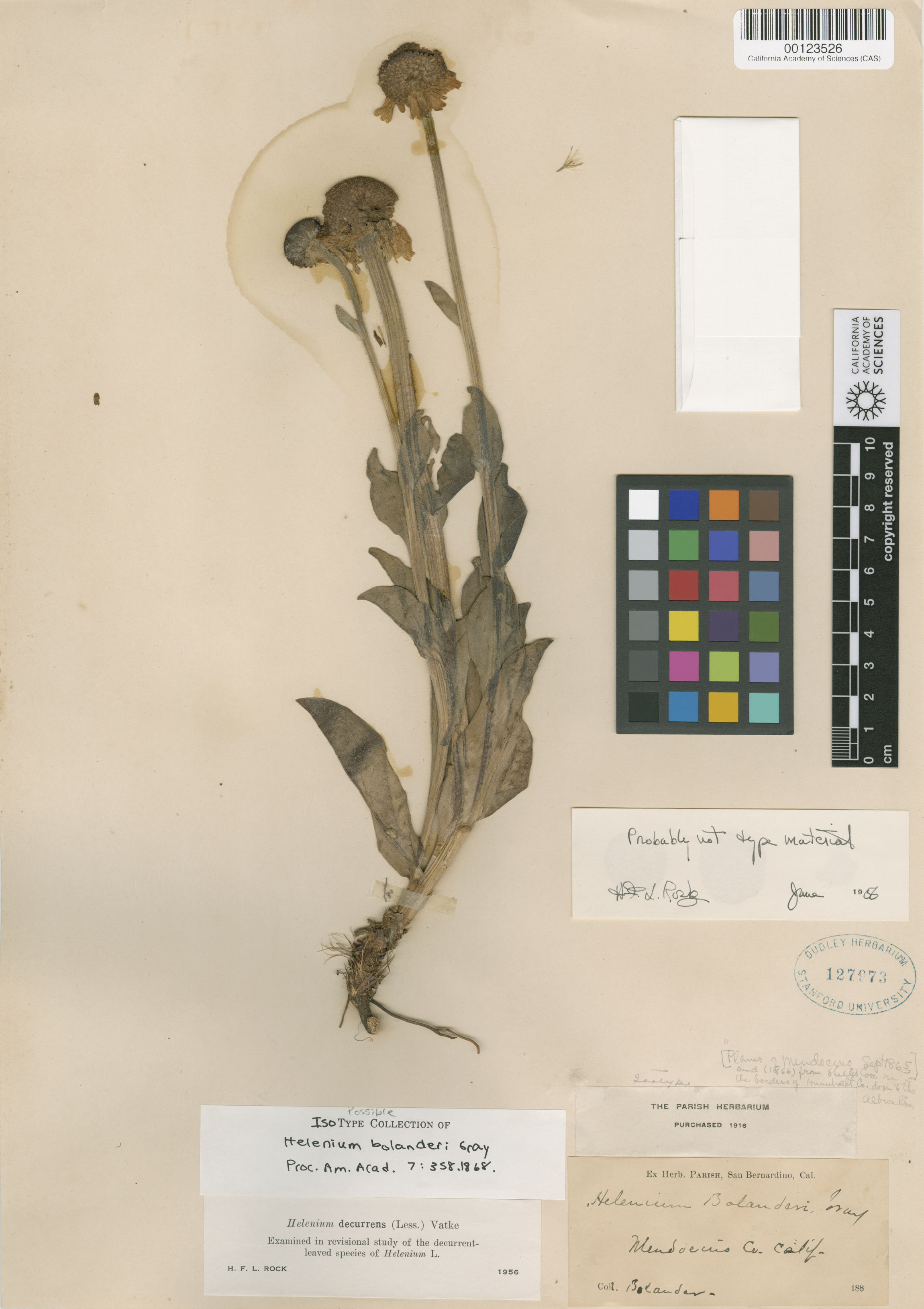 Helenium bolanderi image