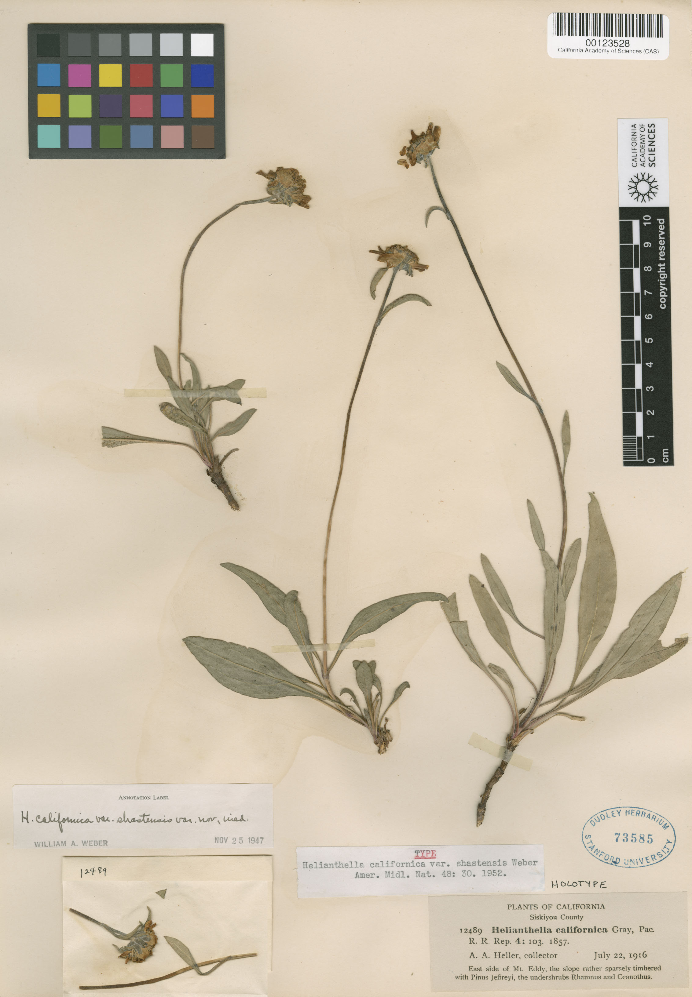 Helianthella californica ssp. shastensis image