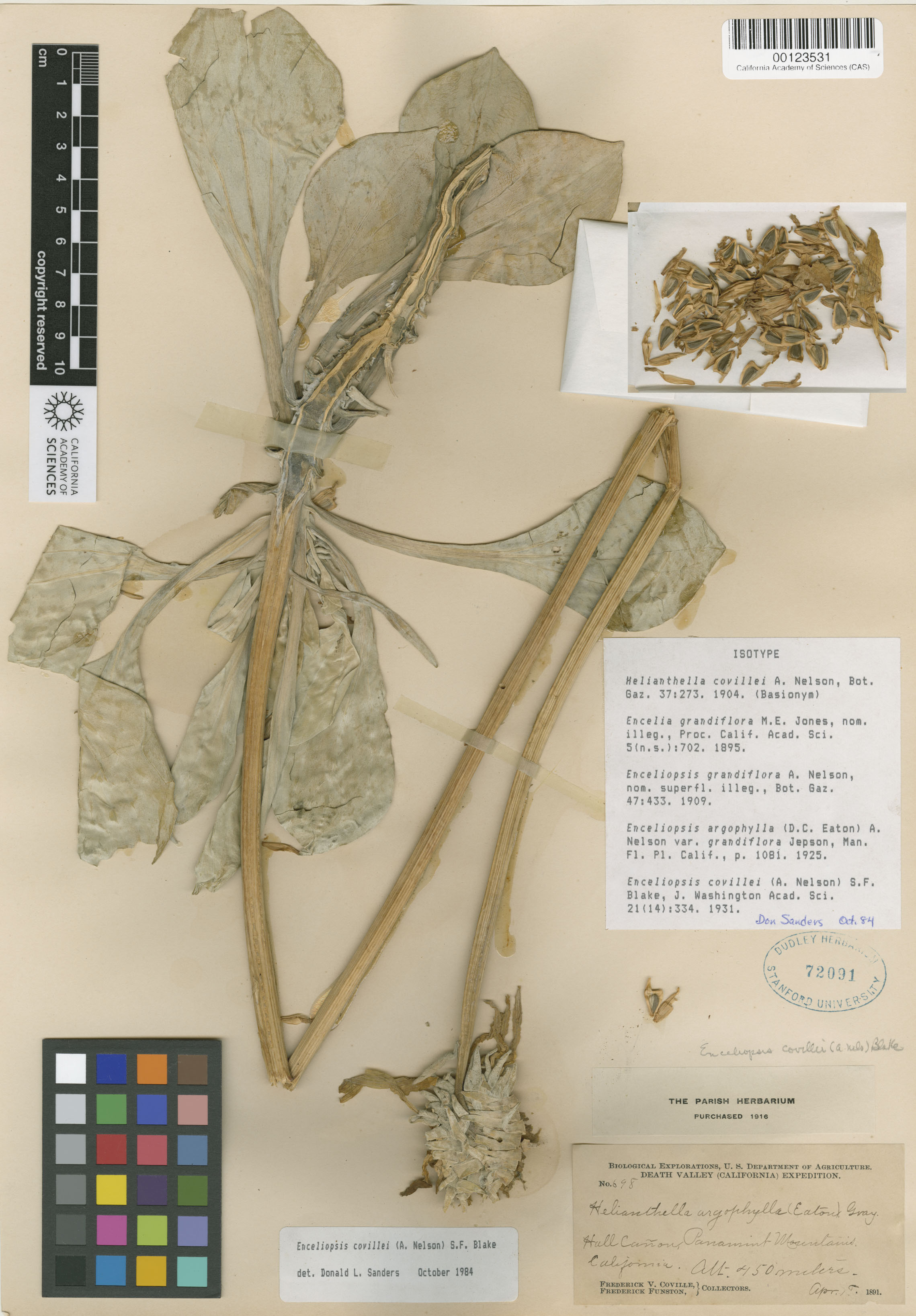 Enceliopsis covillei image