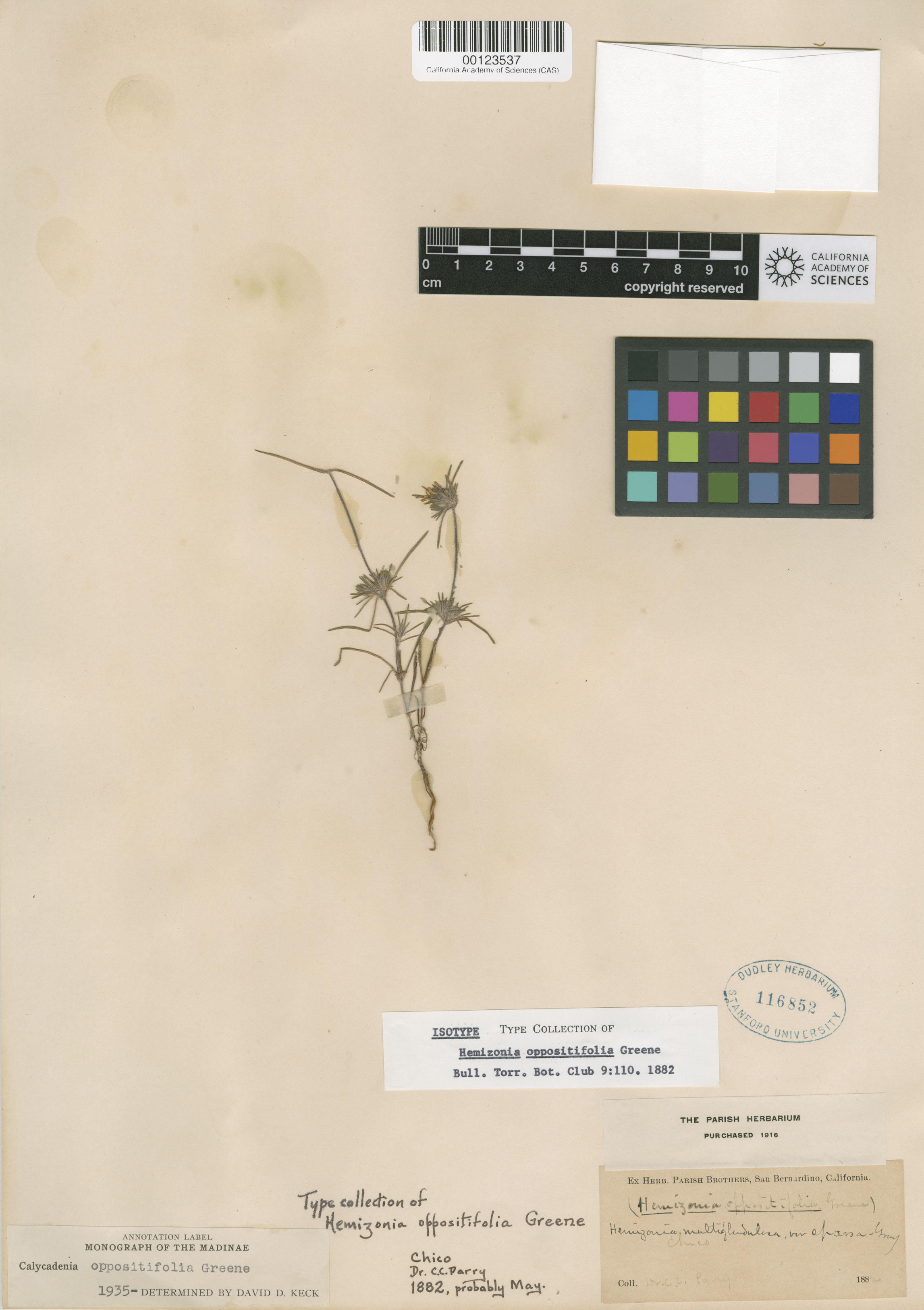 Calycadenia oppositifolia image