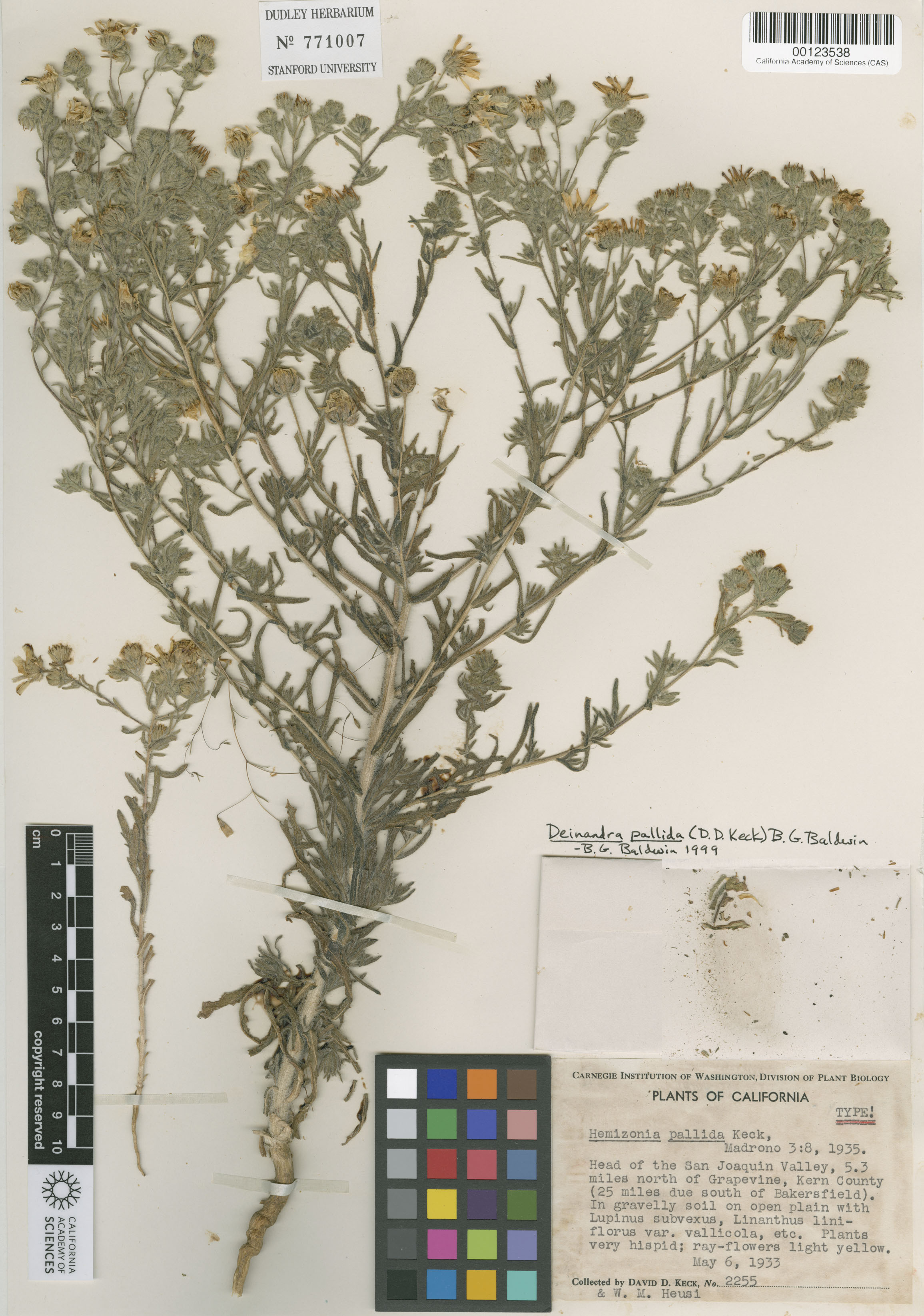 Deinandra pallida image