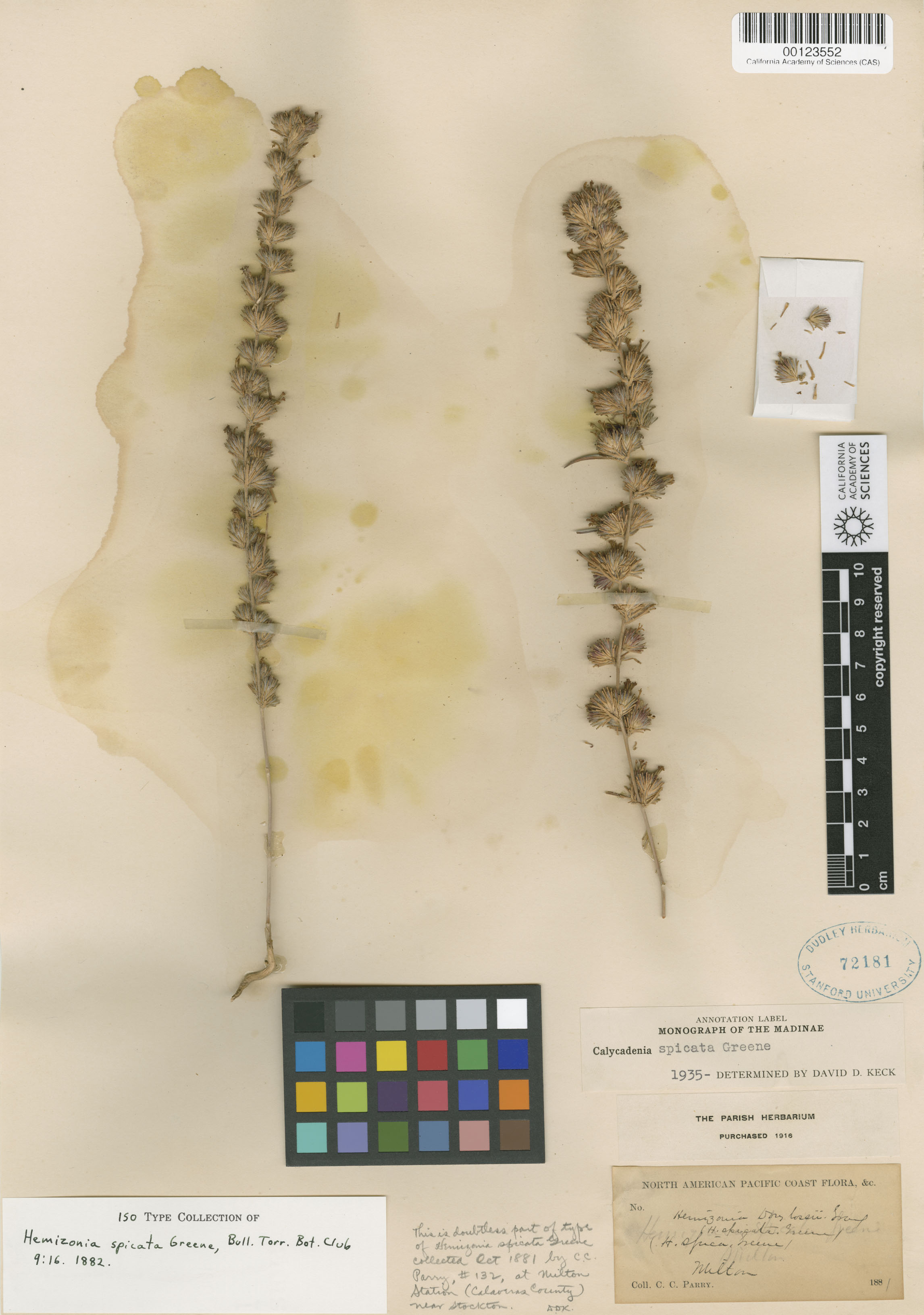 Calycadenia spicata image