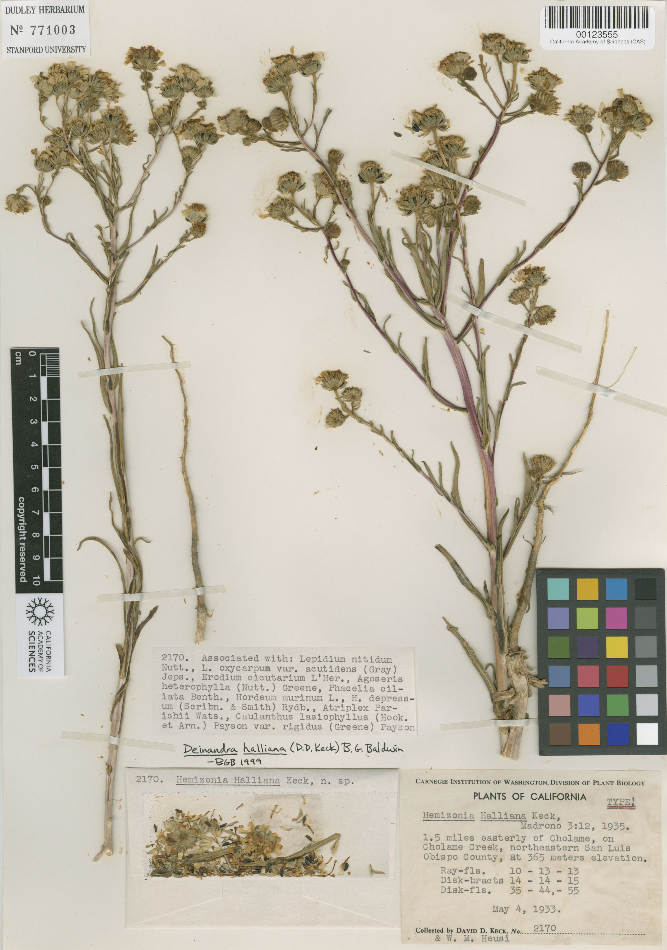 Deinandra halliana image