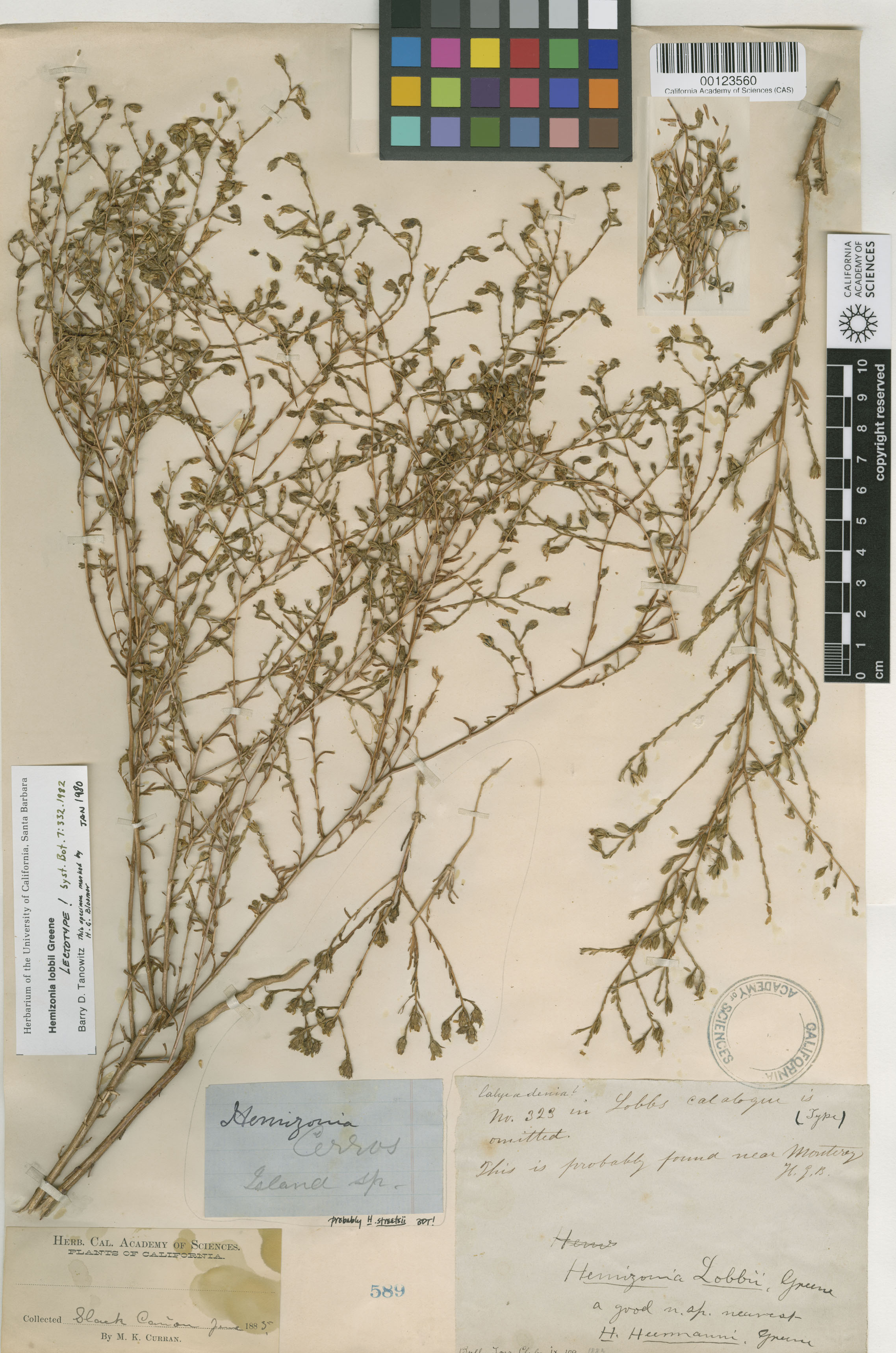 Deinandra lobbii image