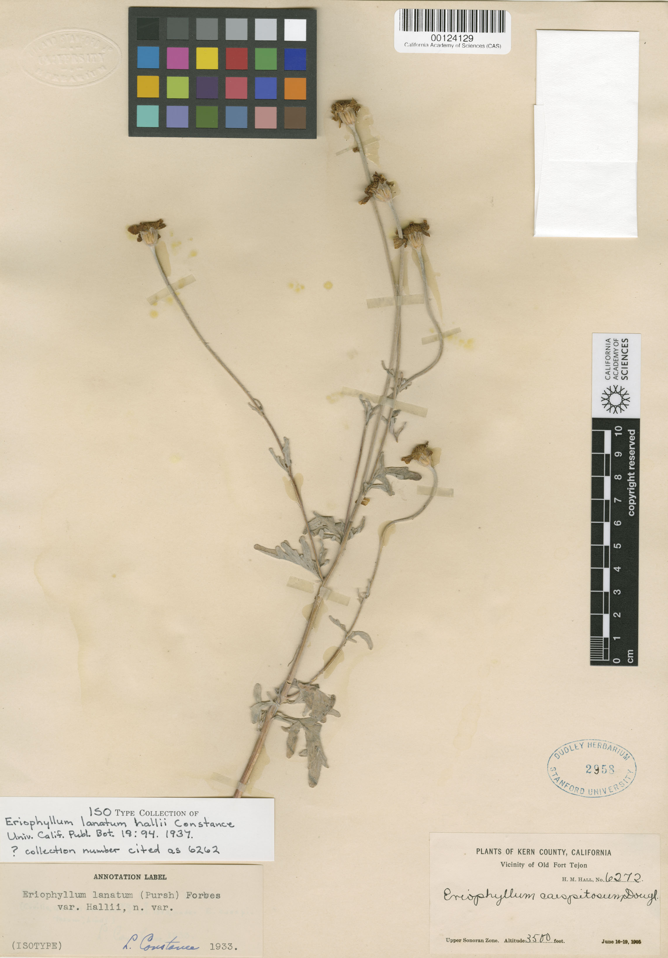 Eriophyllum lanatum var. hallii image