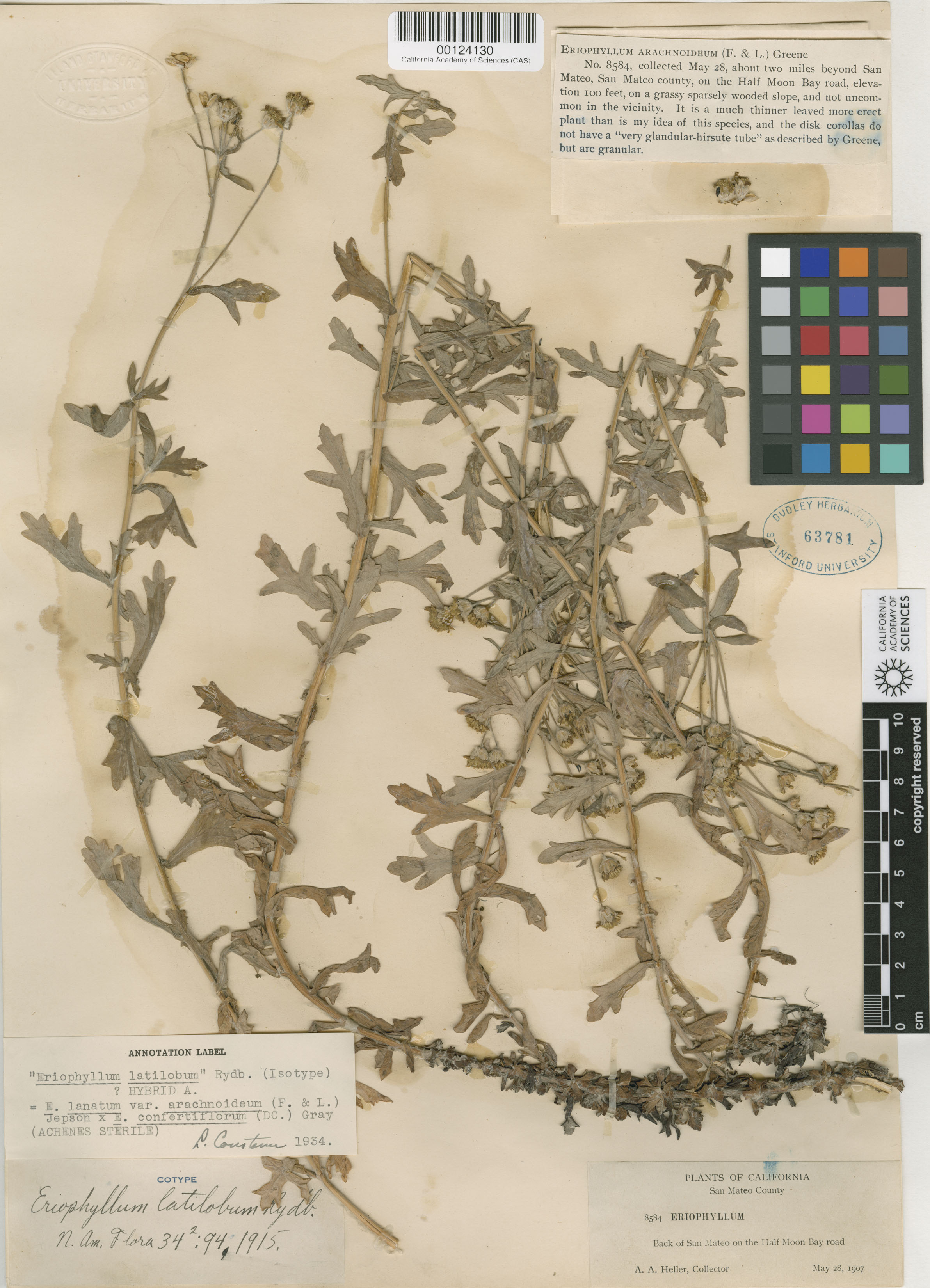 Eriophyllum latilobum image