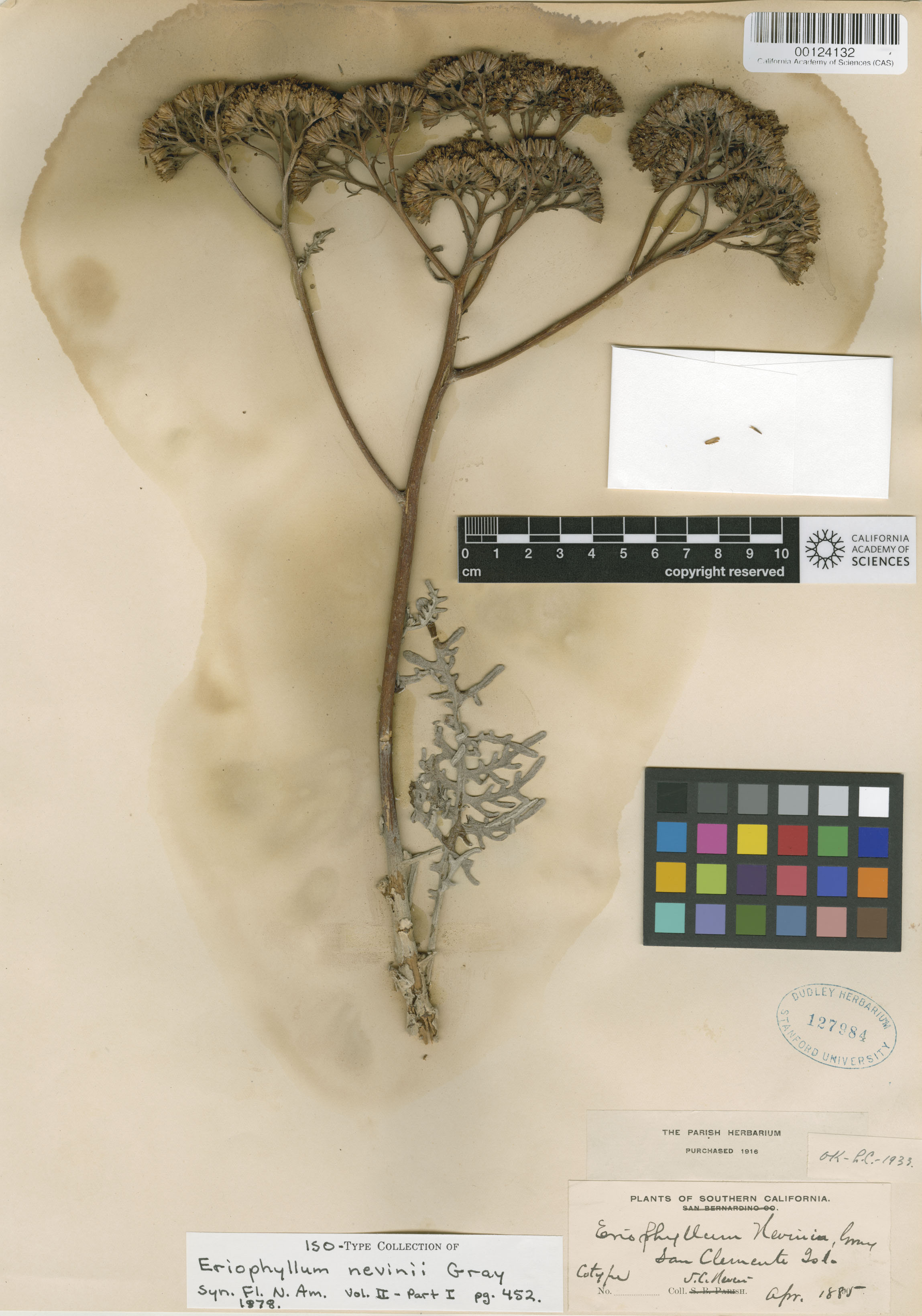 Constancea nevinii image