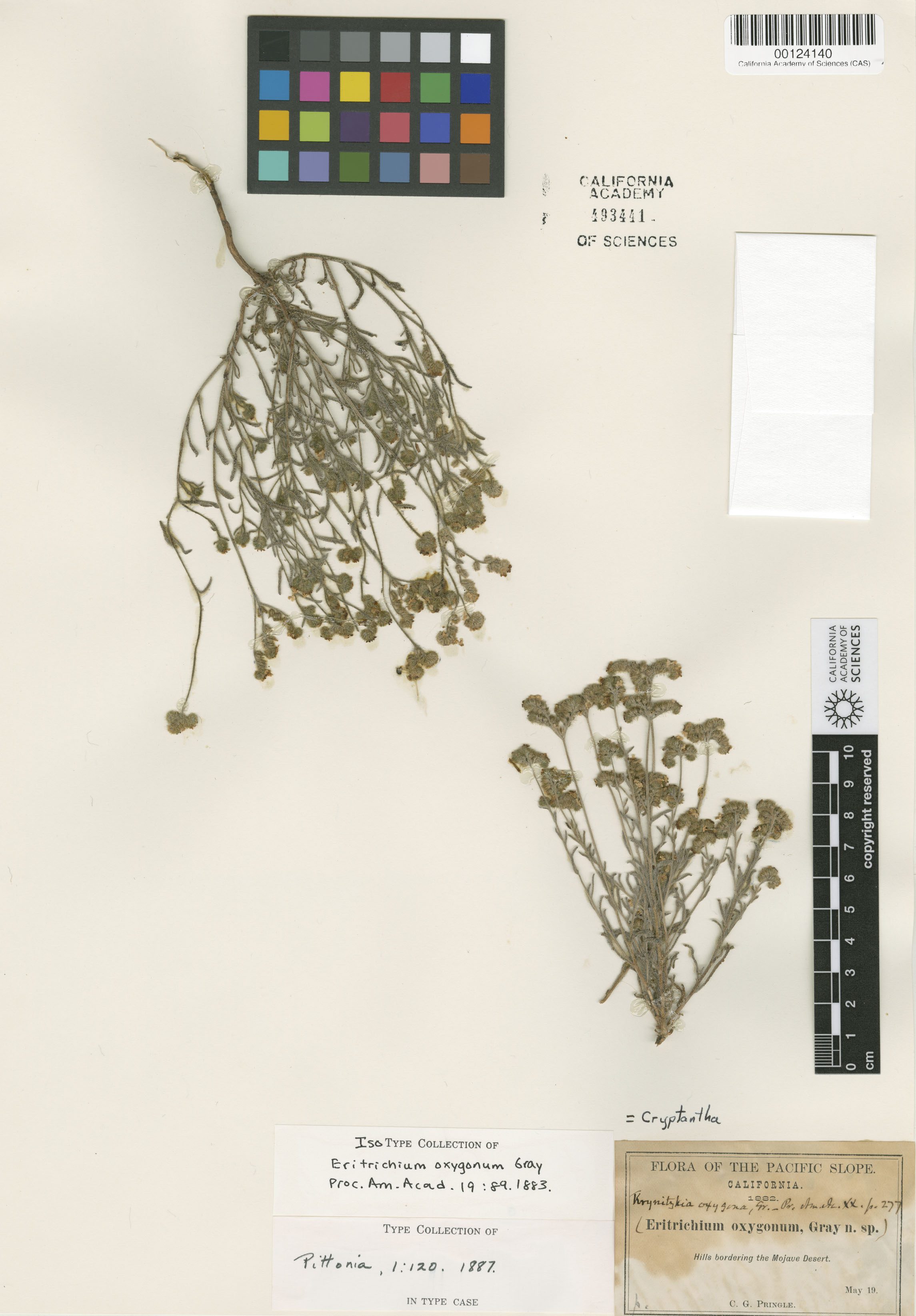 Cryptantha oxygona image