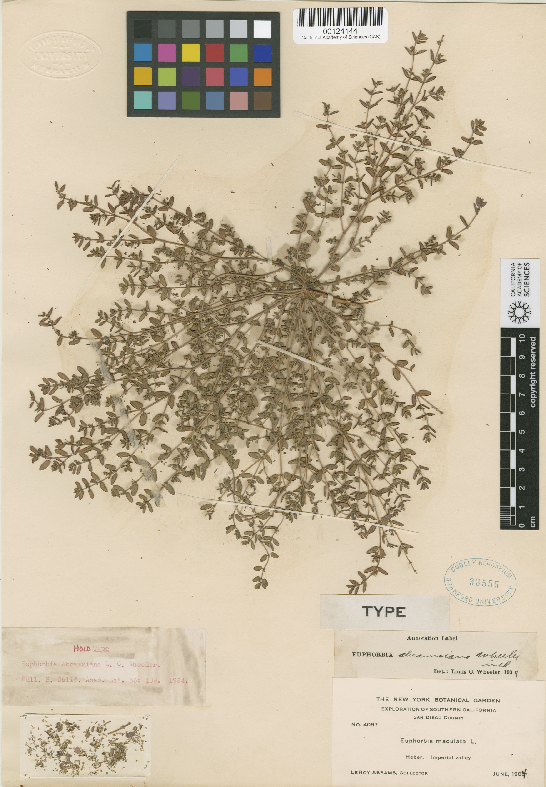 Euphorbia abramsiana image