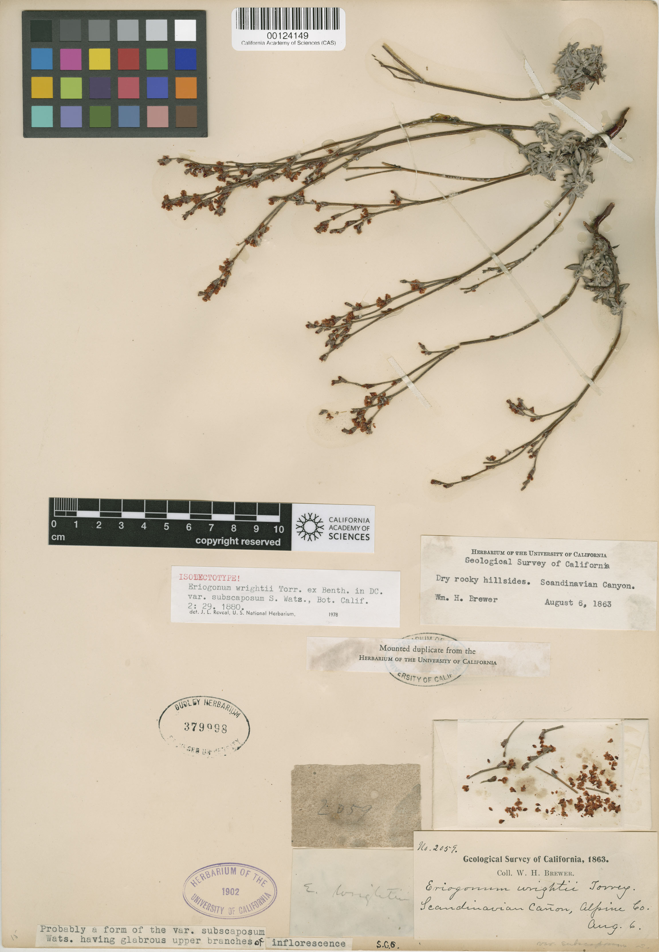 Eriogonum wrightii var. subscaposum image