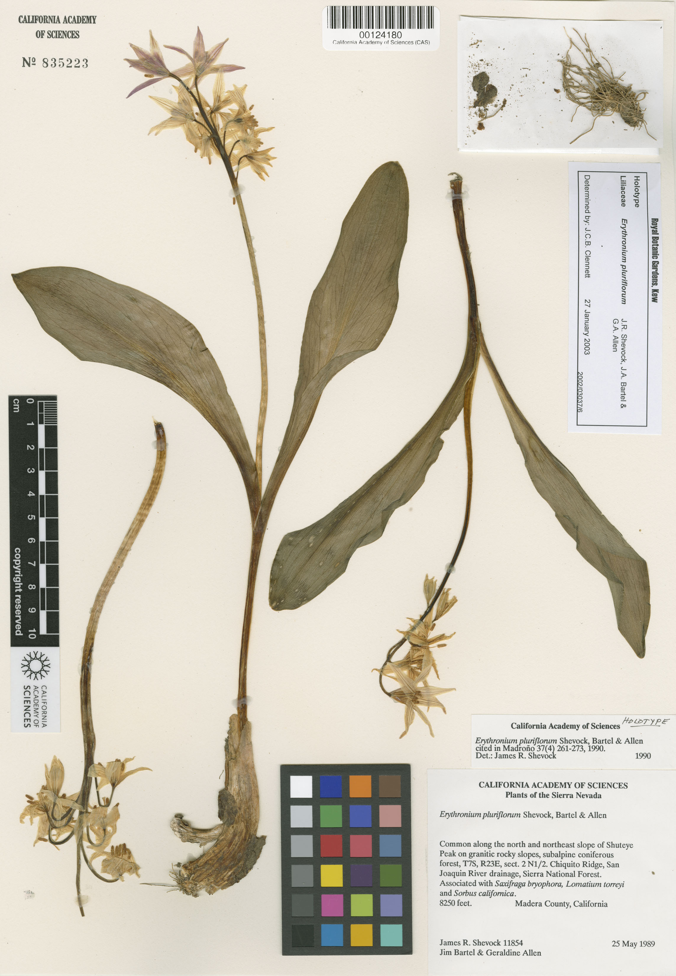 Erythronium pluriflorum image