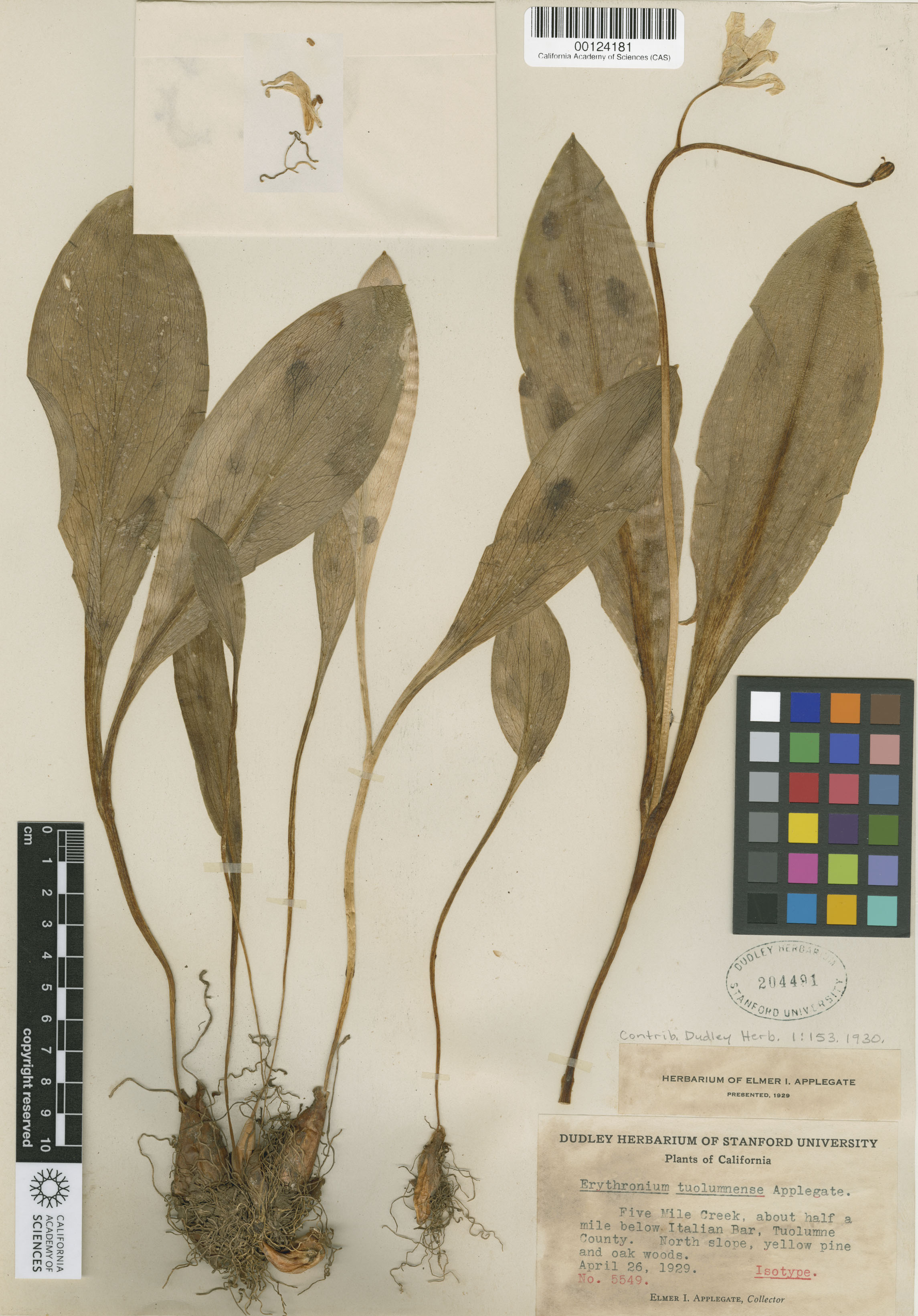 Erythronium tuolumnense image