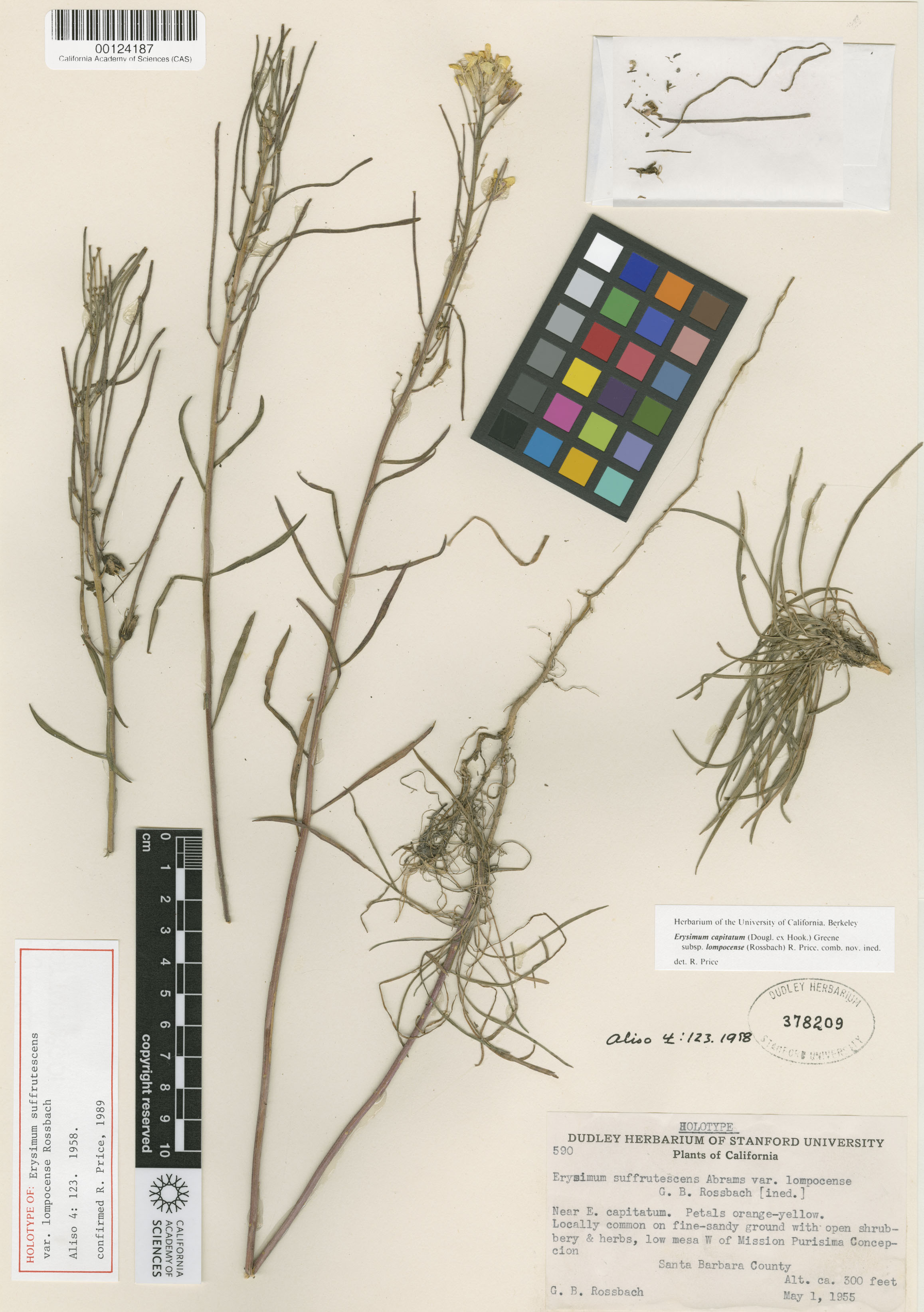 Erysimum capitatum var. capitatum image