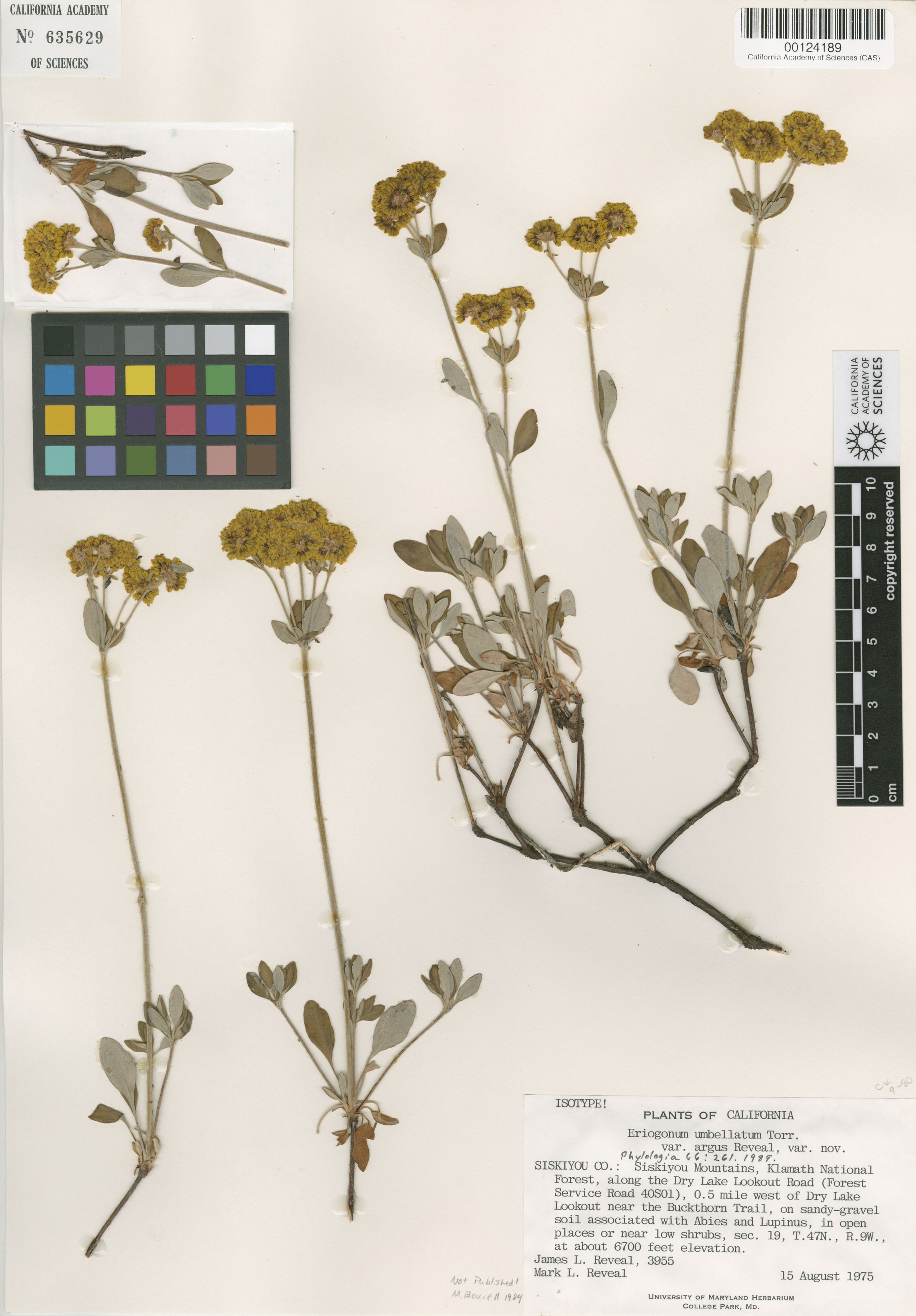 Eriogonum umbellatum var. argus image