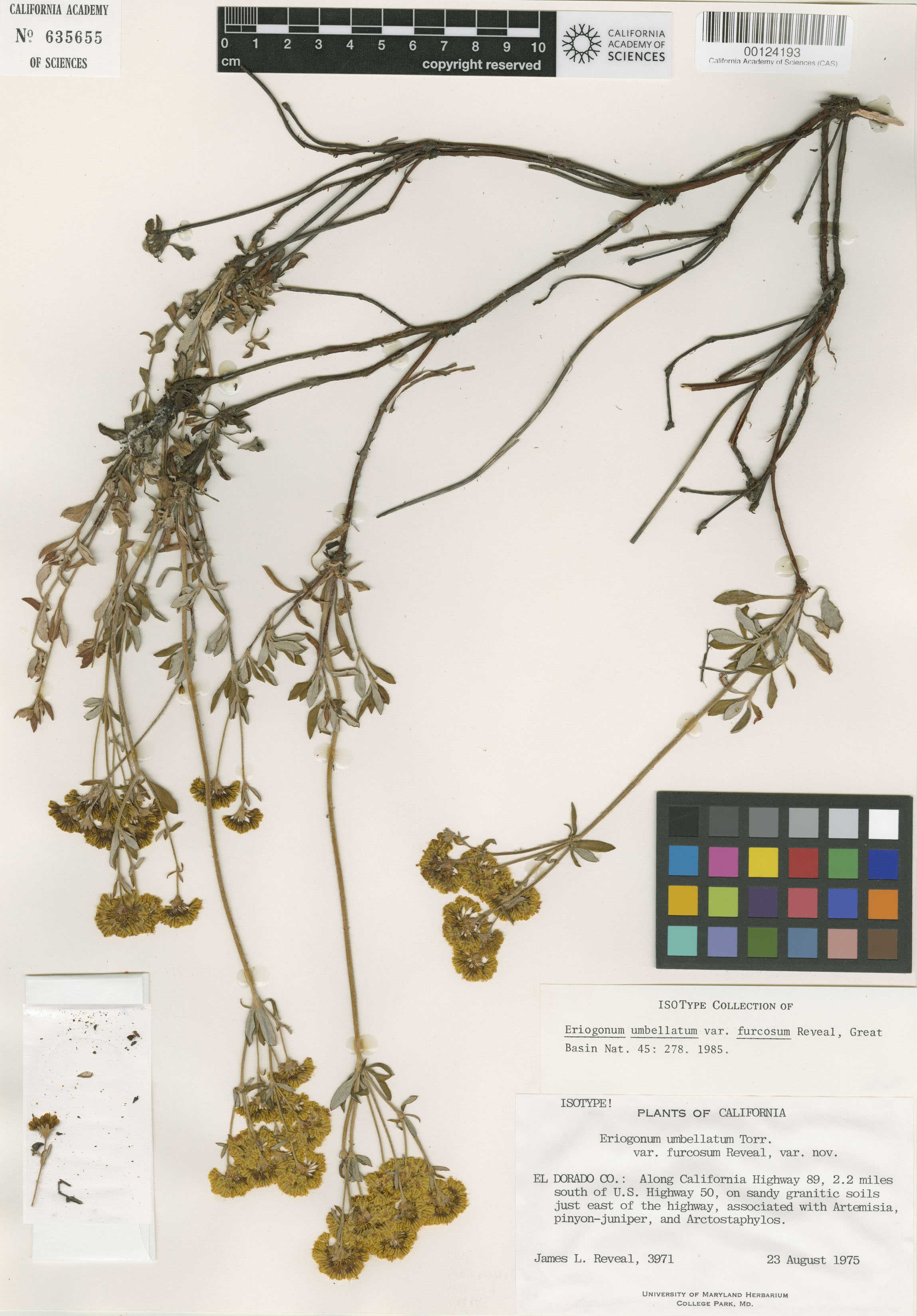 Eriogonum umbellatum var. furcosum image
