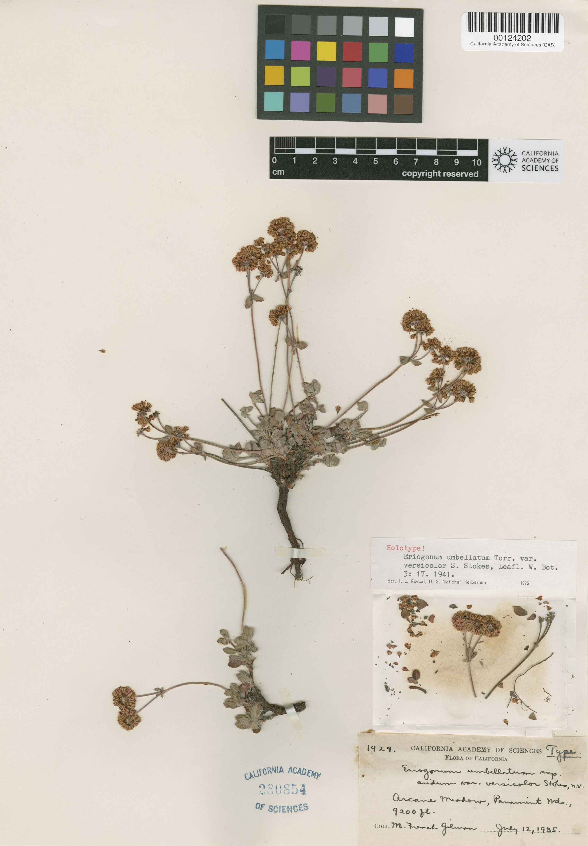 Eriogonum umbellatum var. versicolor image