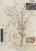 Eriogonum vestitum image