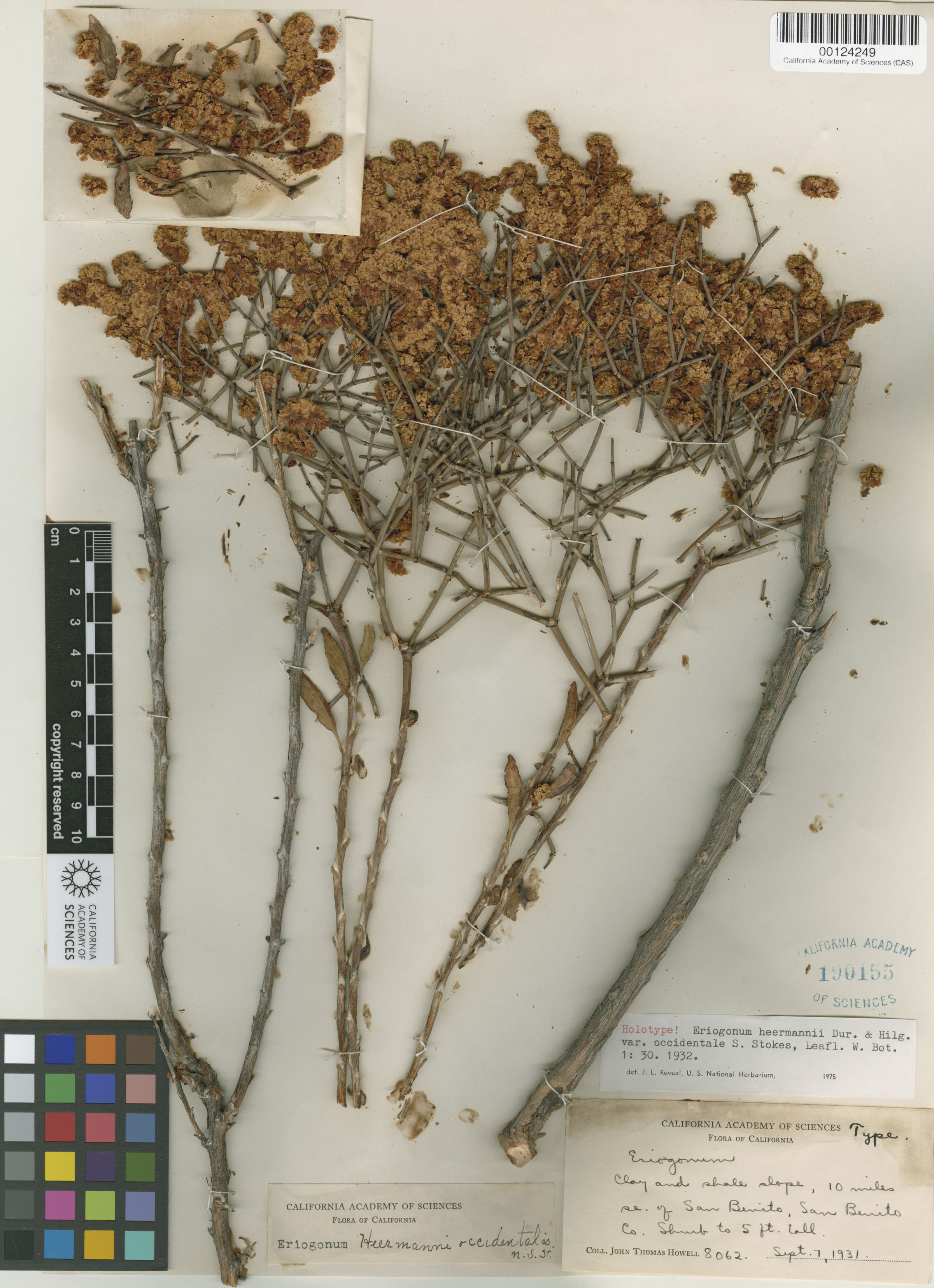 Eriogonum heermannii var. occidentale image