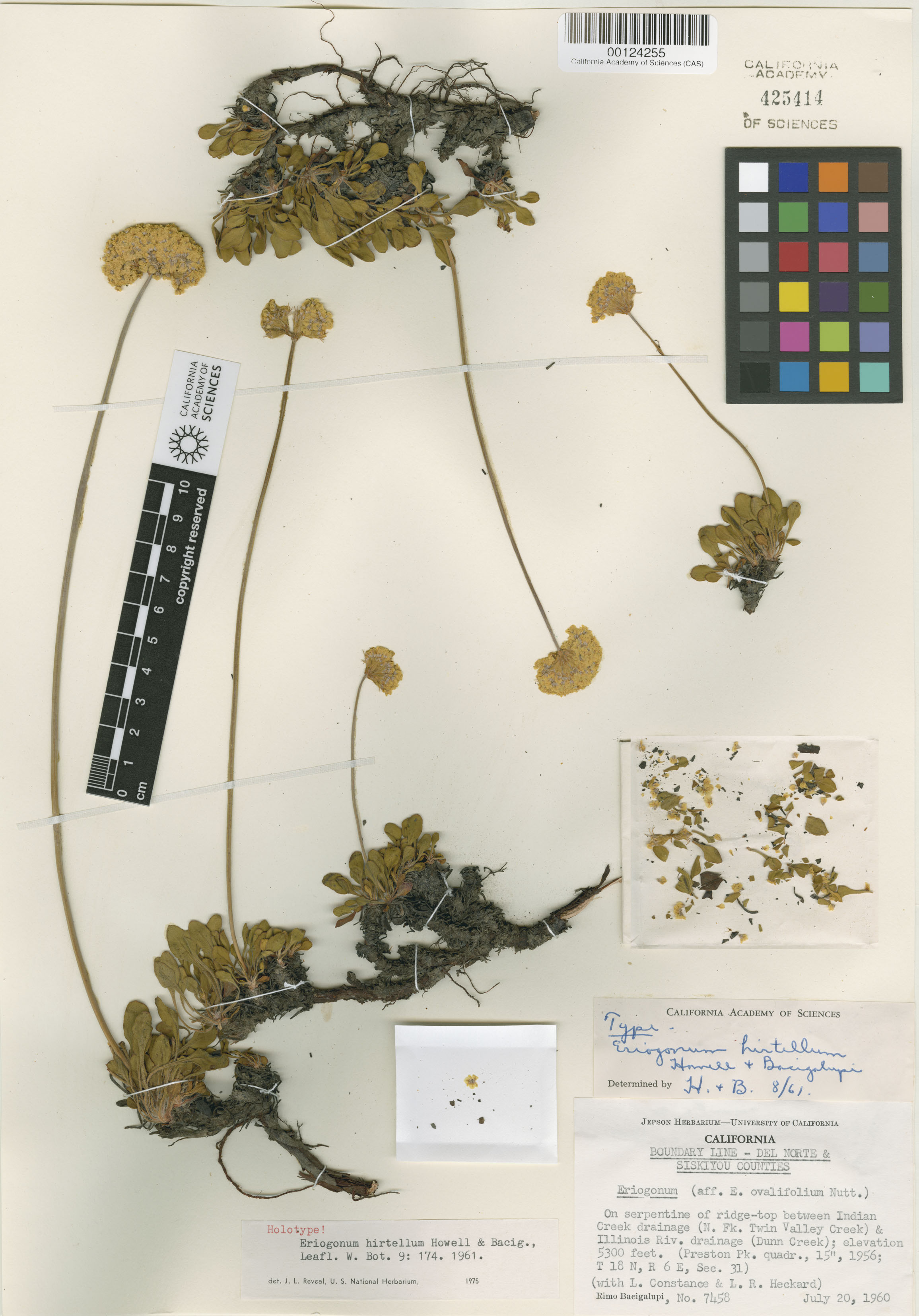 Eriogonum hirtellum image