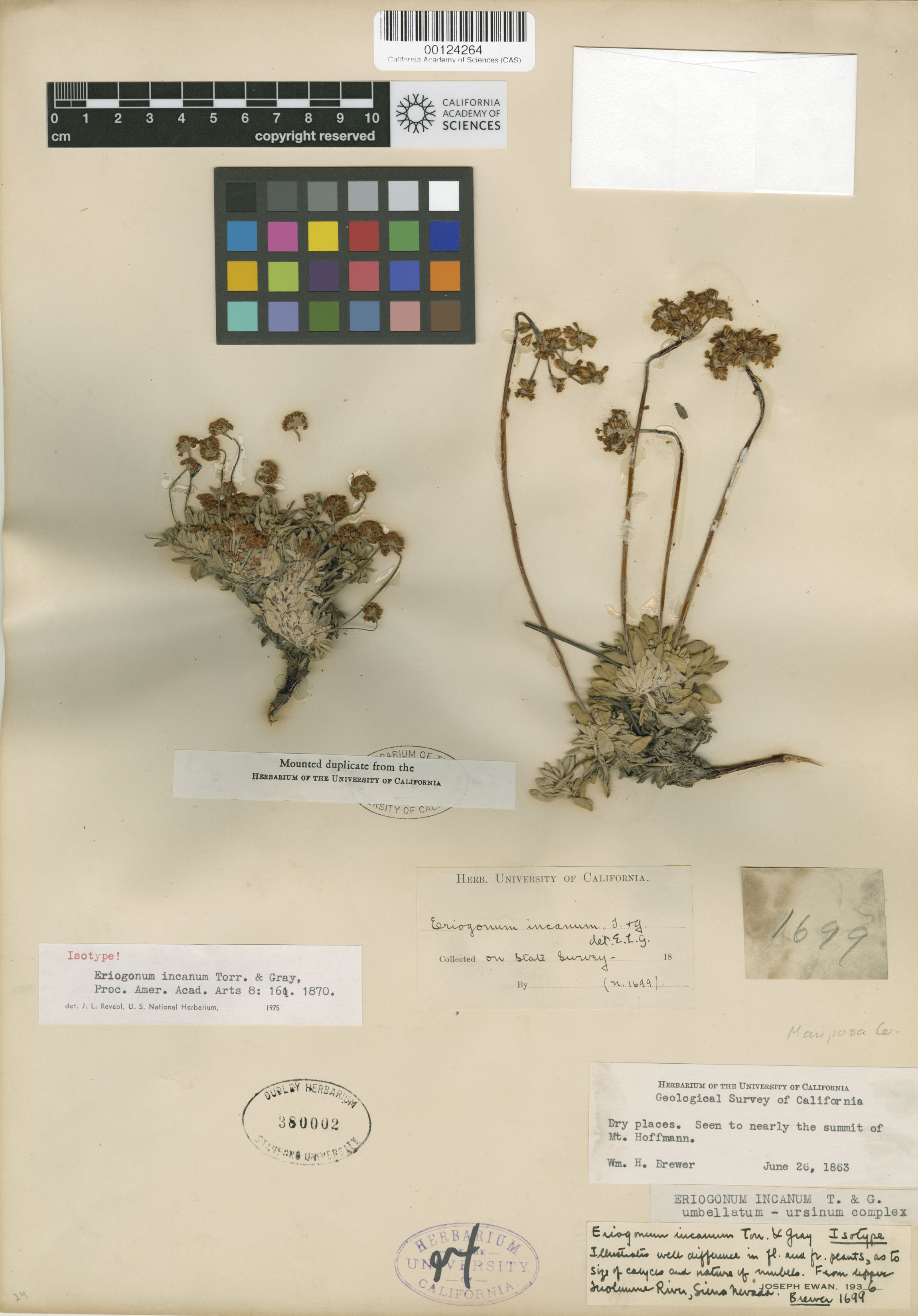 Eriogonum incanum image