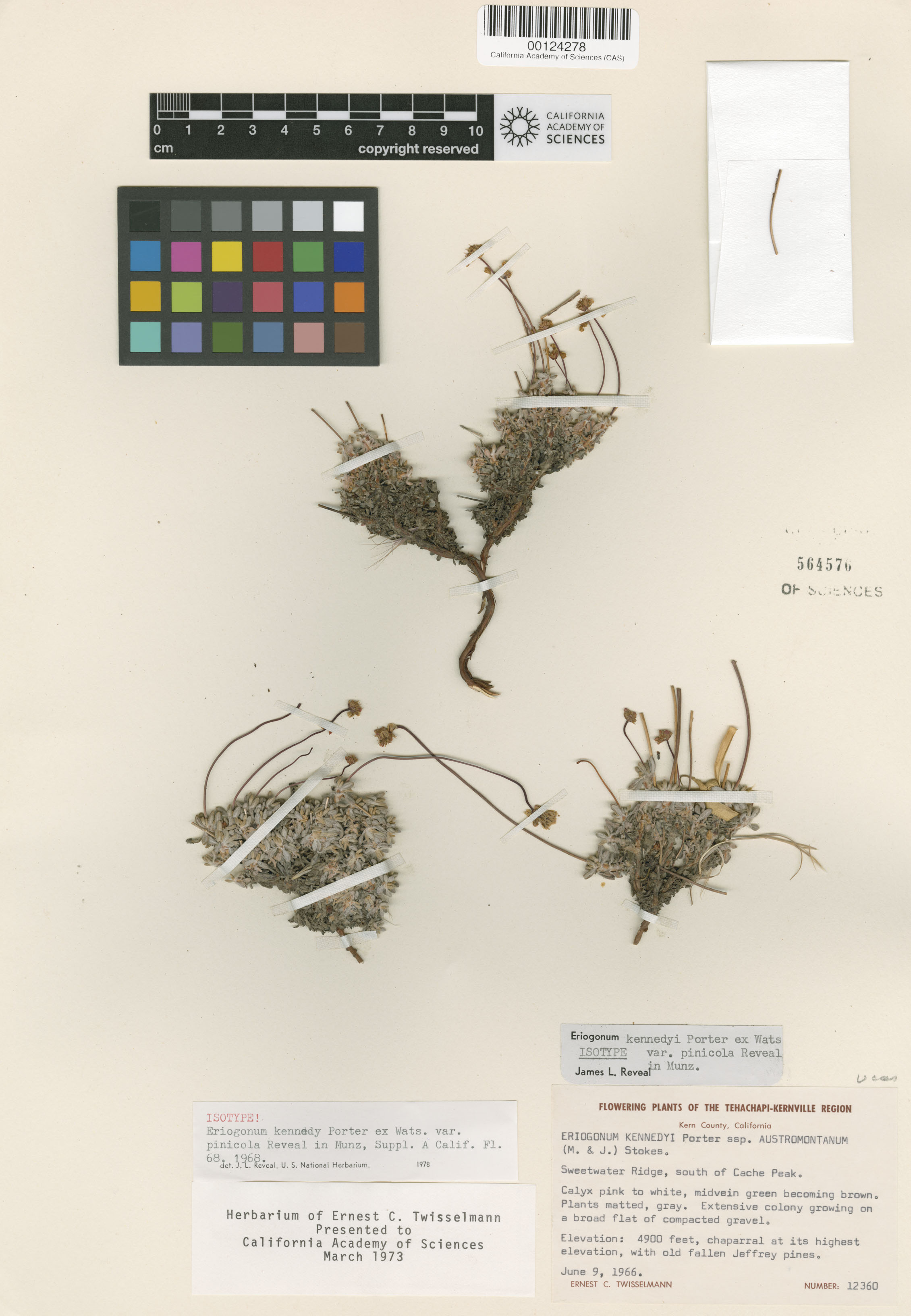 Eriogonum kennedyi image