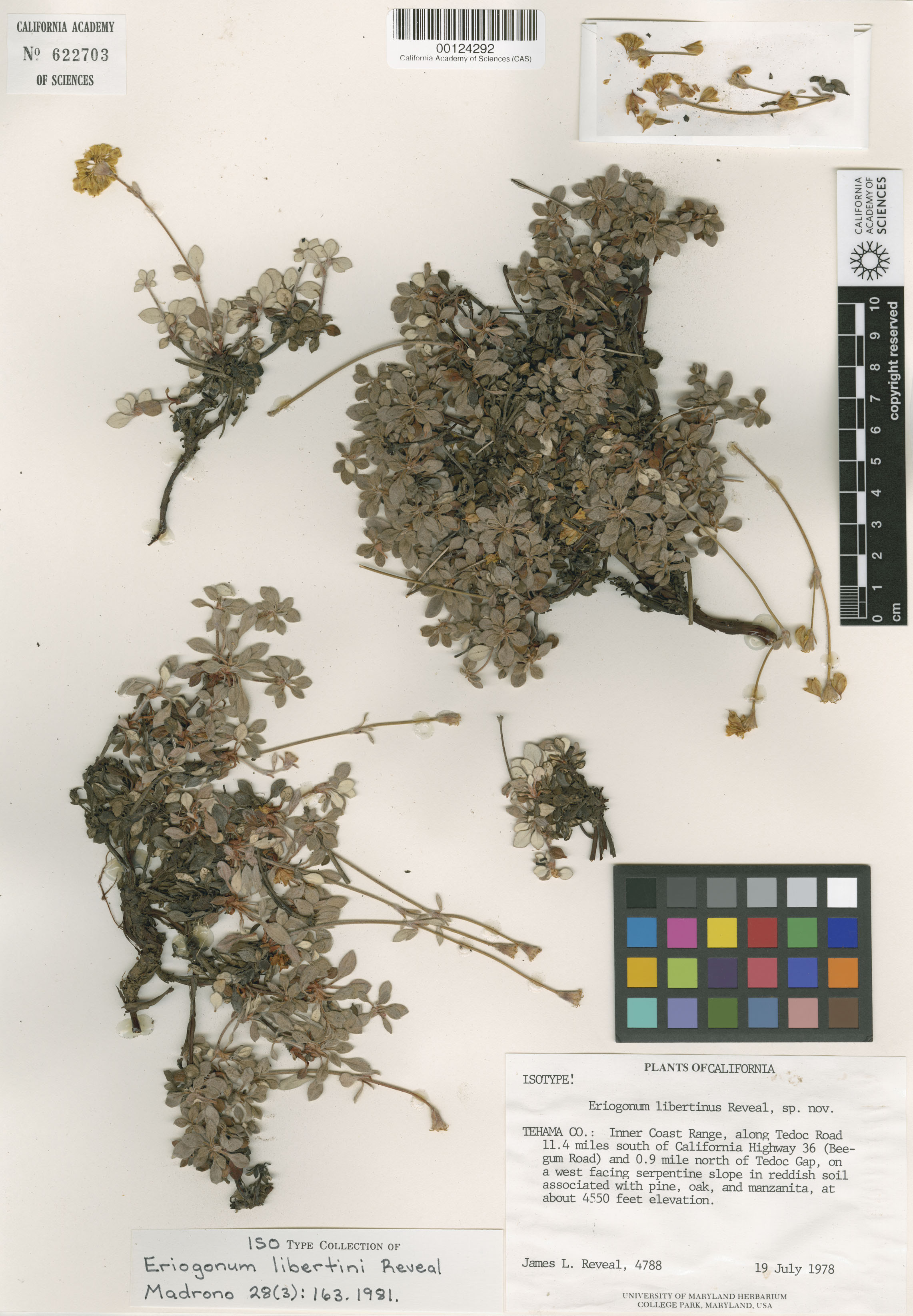 Eriogonum libertini image