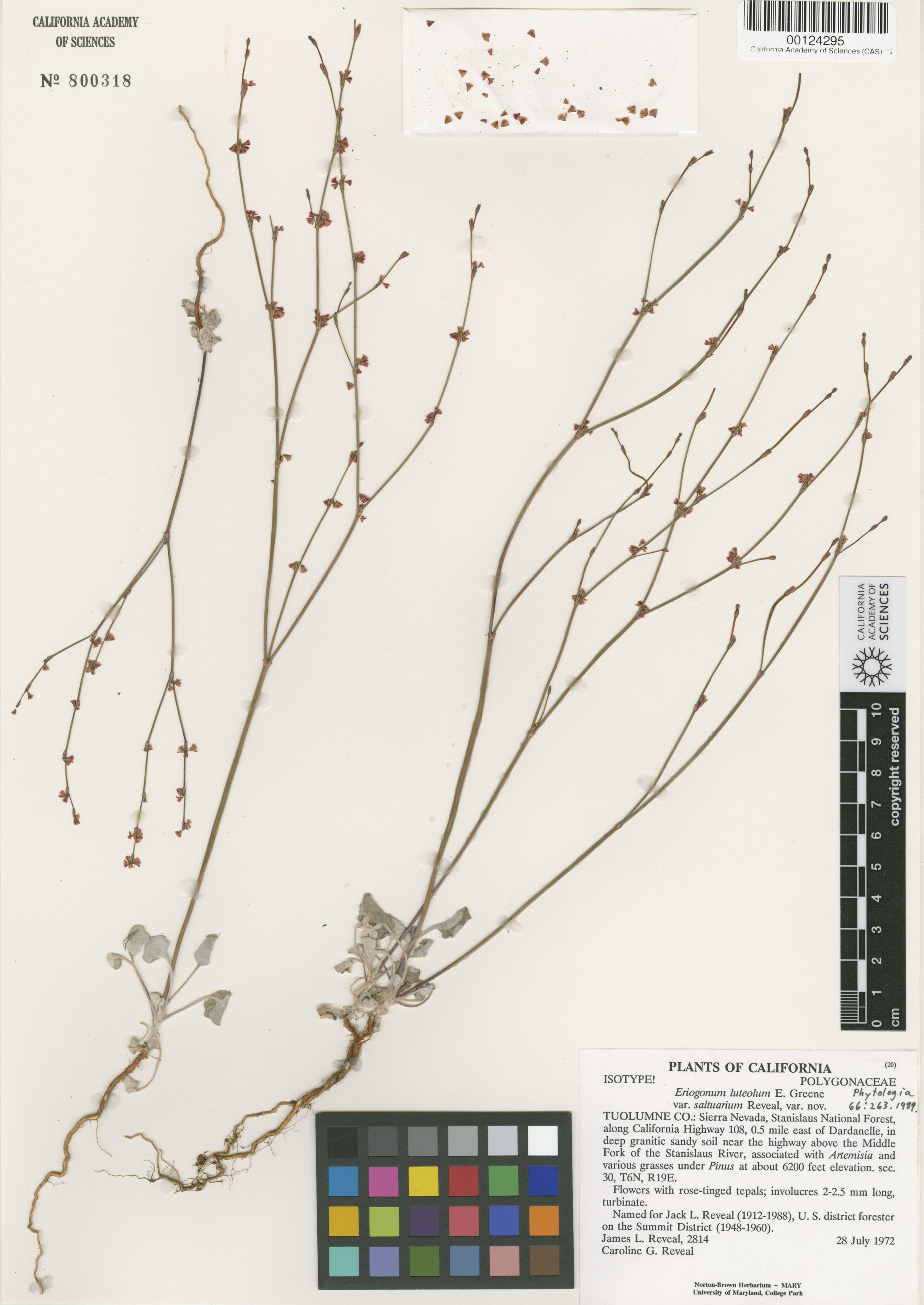 Eriogonum luteolum image