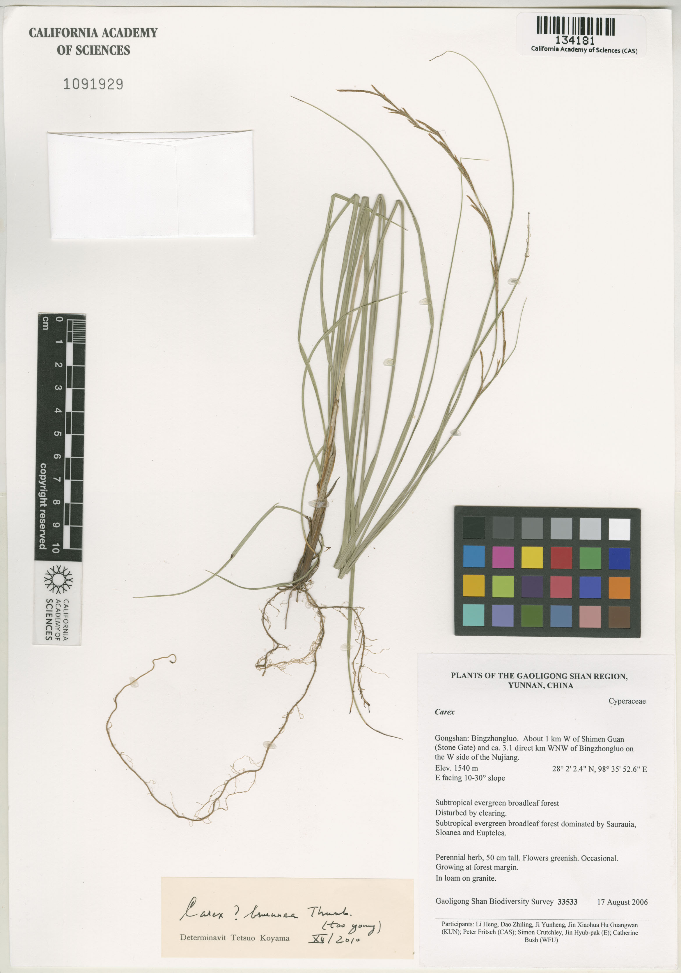 Carex brunnea image