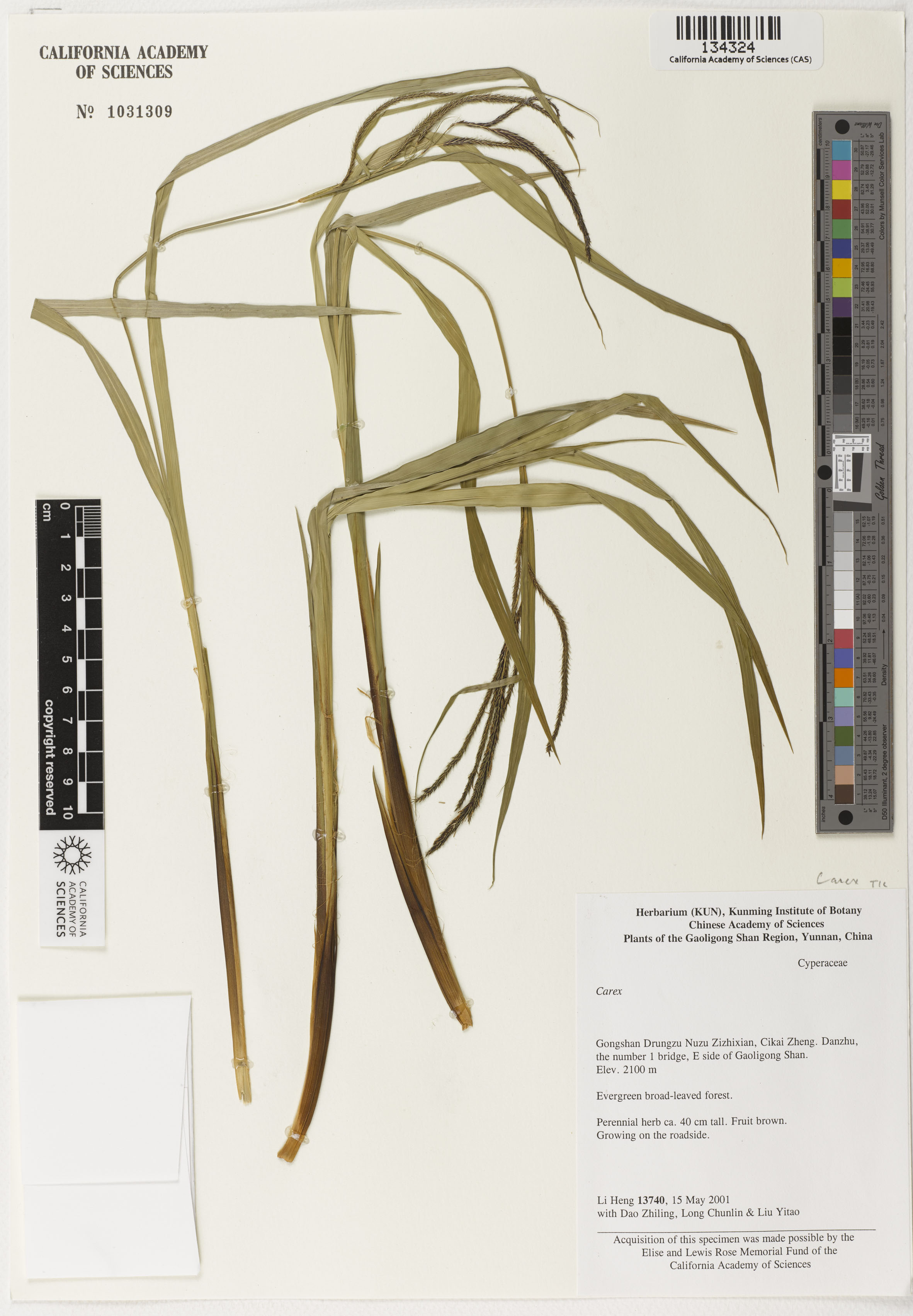 Carex capitata image