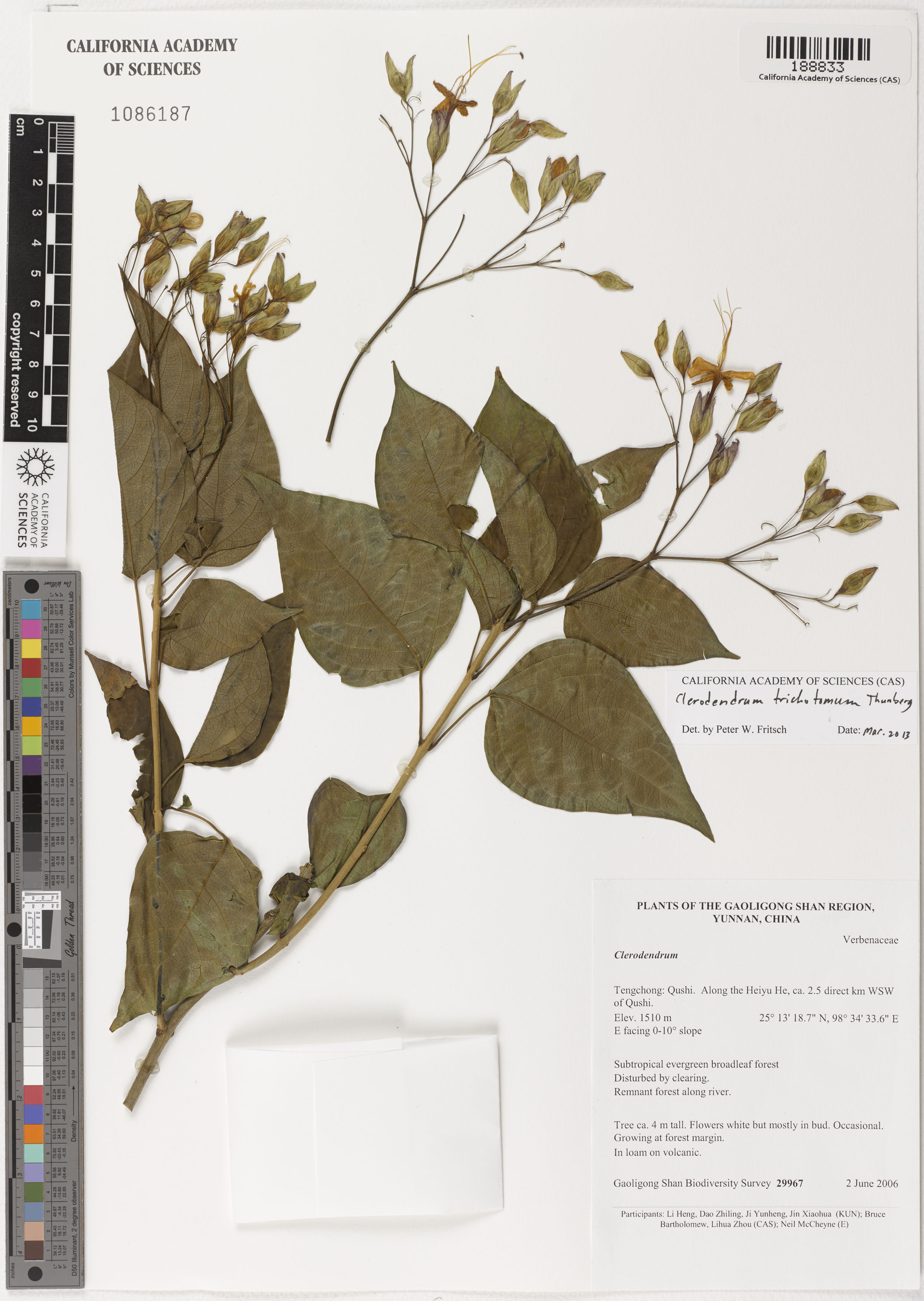 Clerodendrum trichotomum image