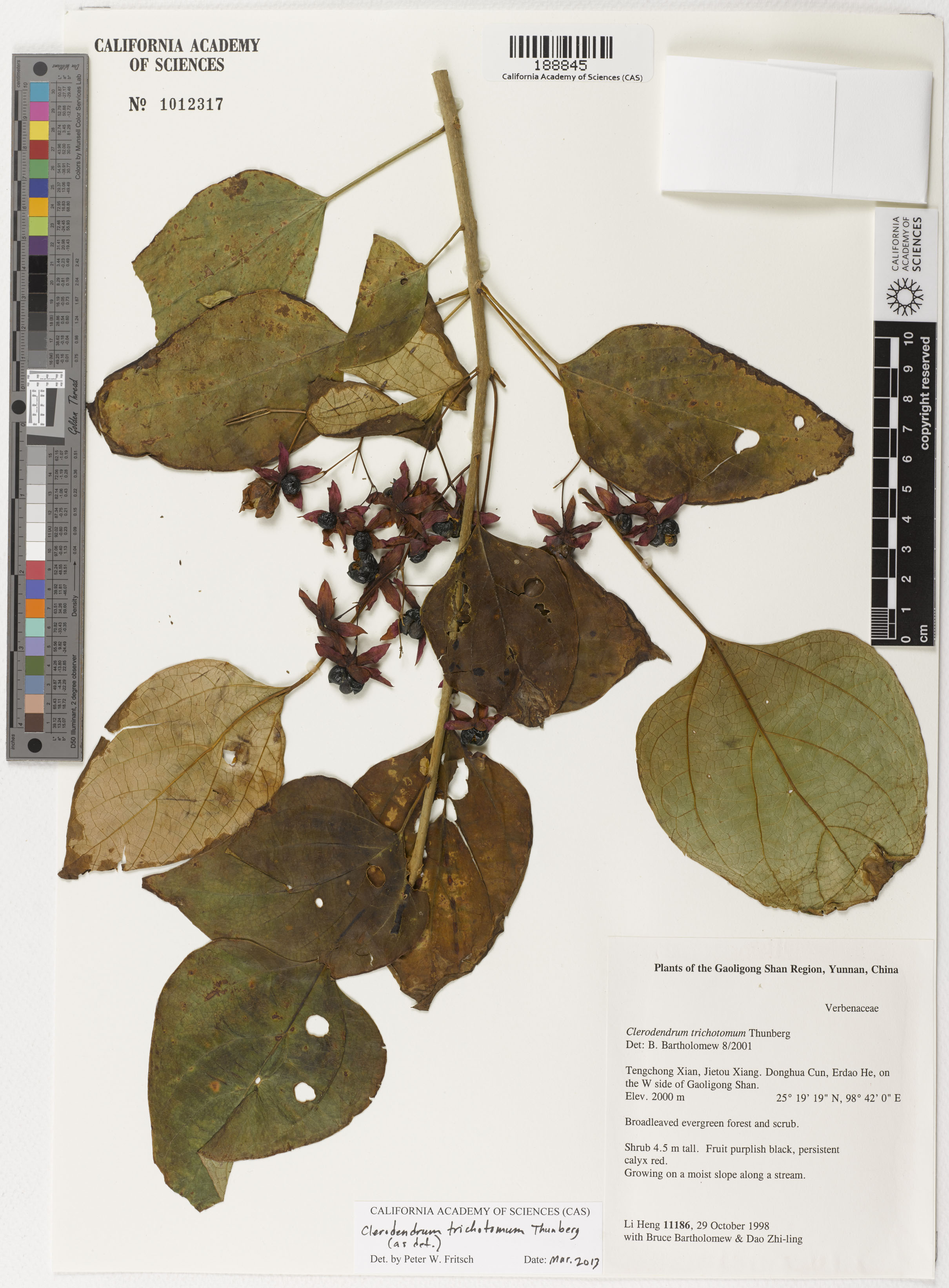 Clerodendrum image