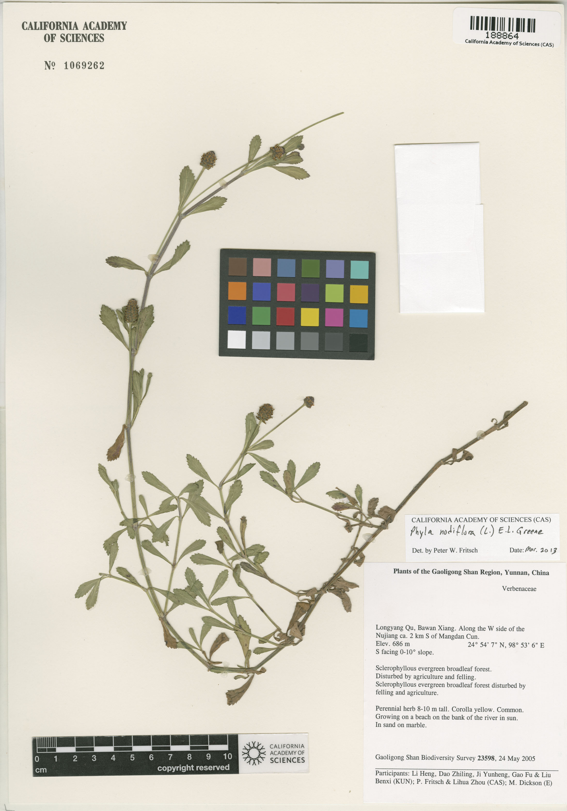 Phyla nodiflora image