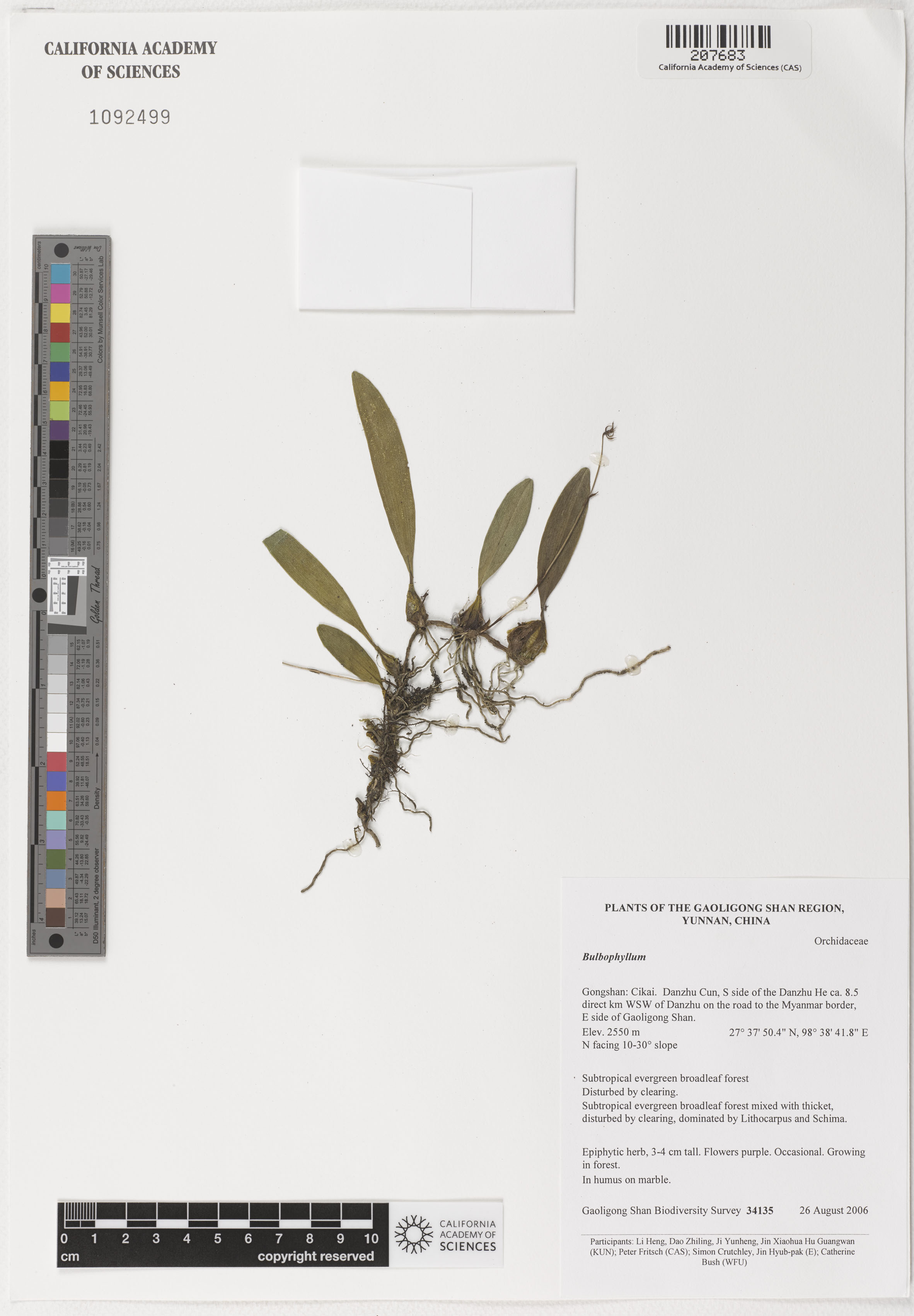 Orchidaceae image