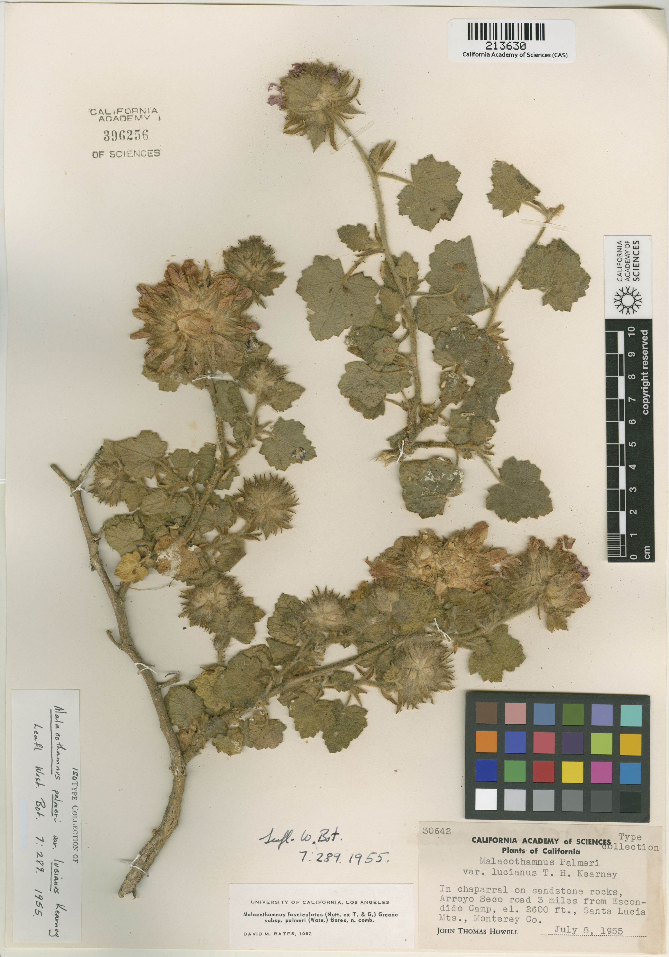 Malacothamnus palmeri image