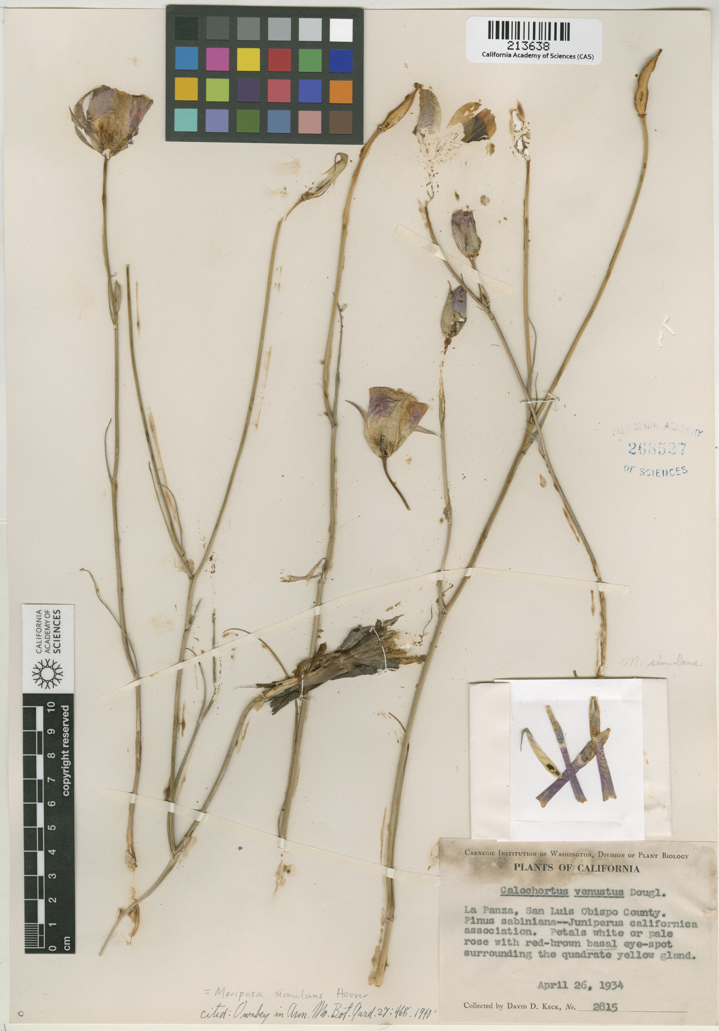 Calochortus simulans image