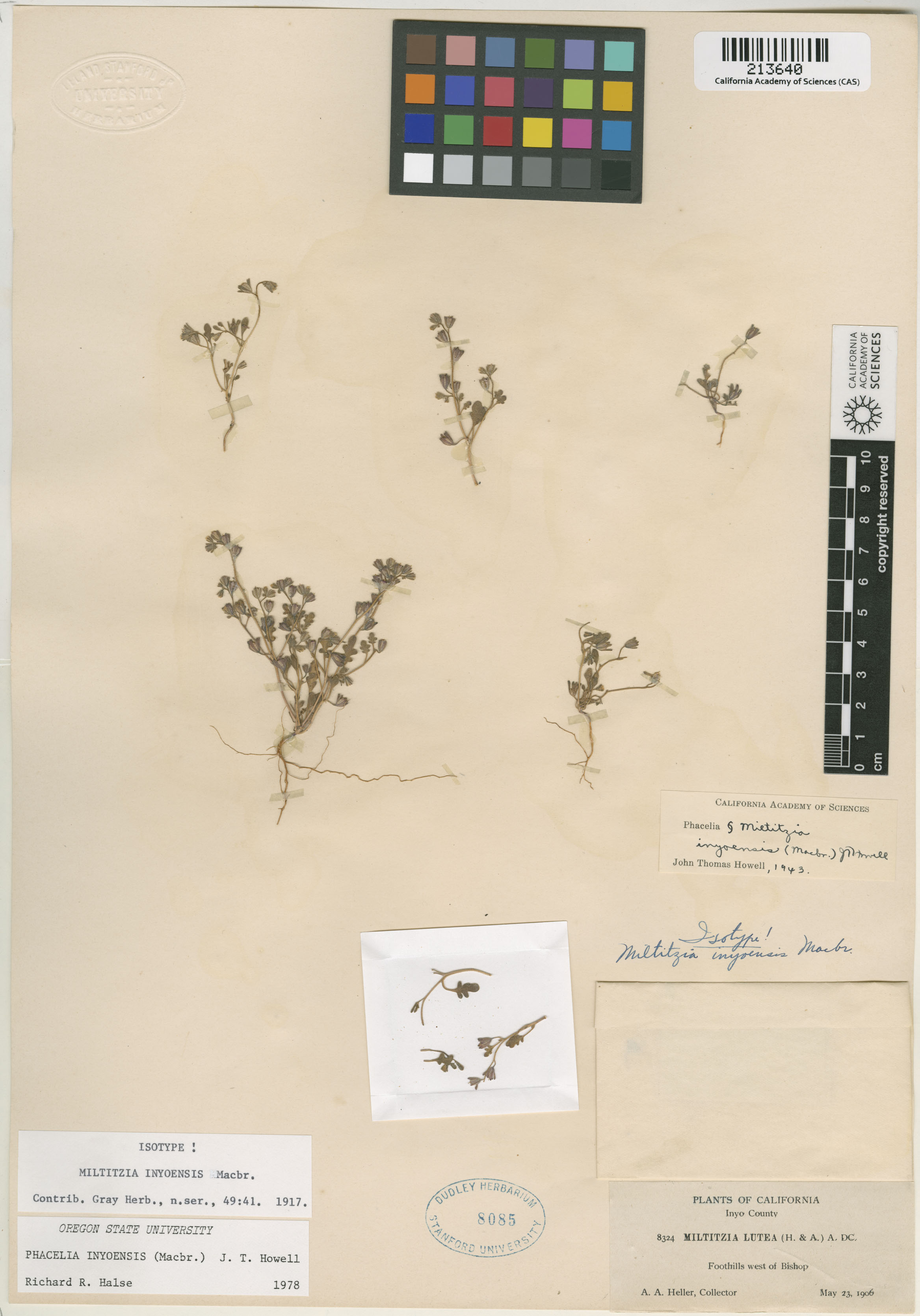 Phacelia inyoensis image