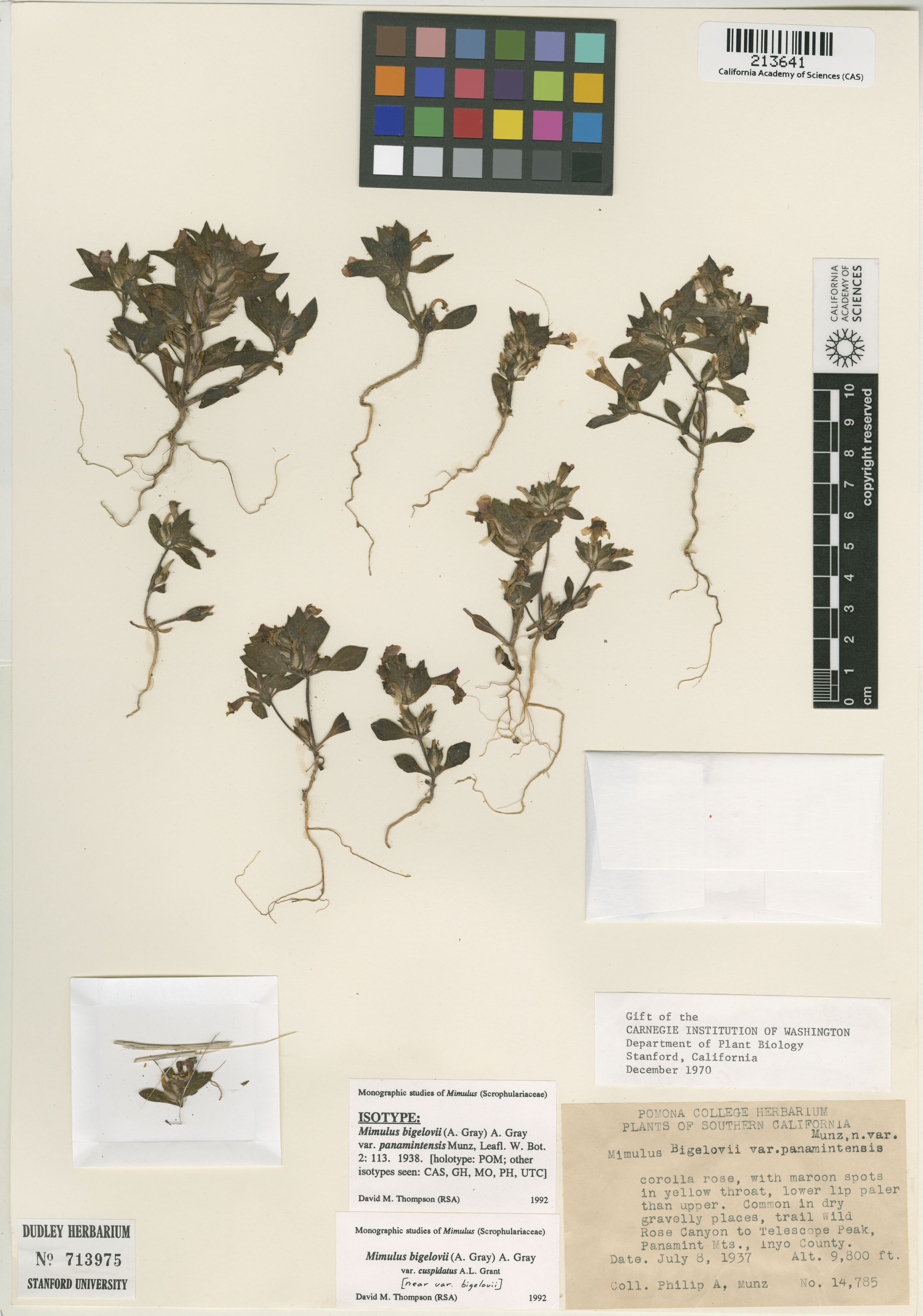 Mimulus bigelovii image