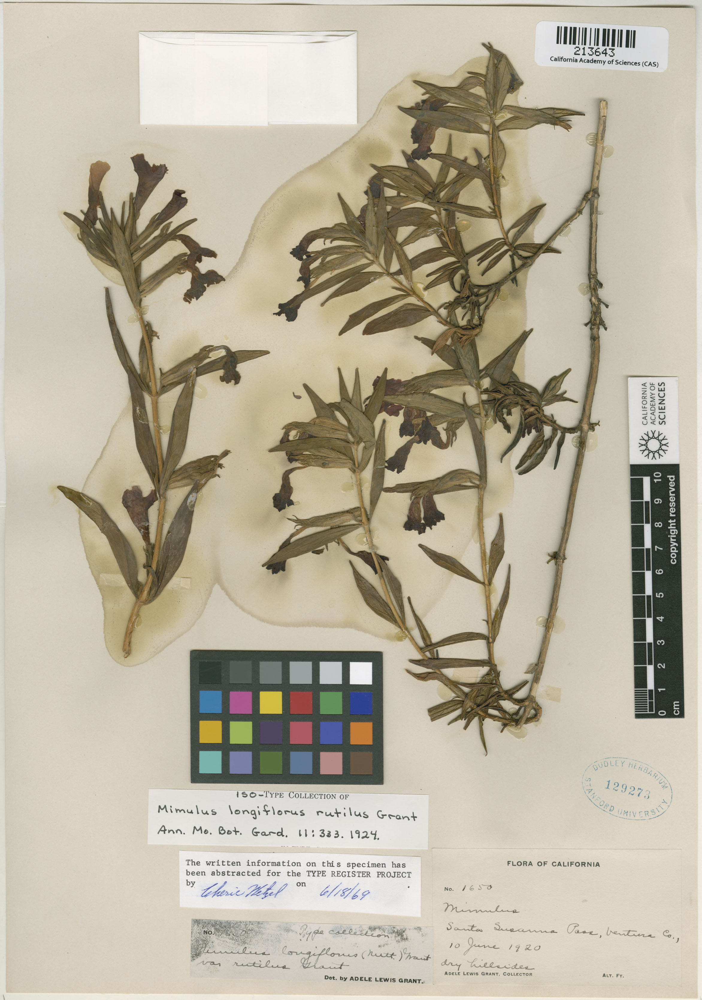 Diplacus rutilus image