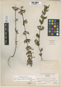 Mimulus platylaemus image