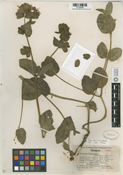 Mirabilis macfarlanei image