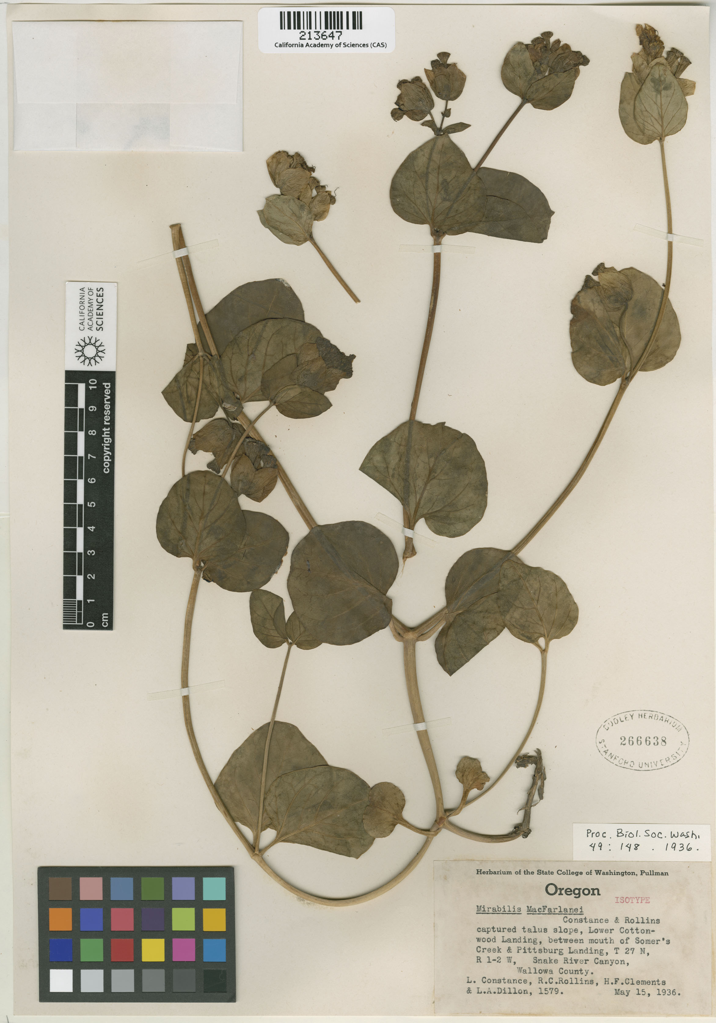 Mirabilis macfarlanei image